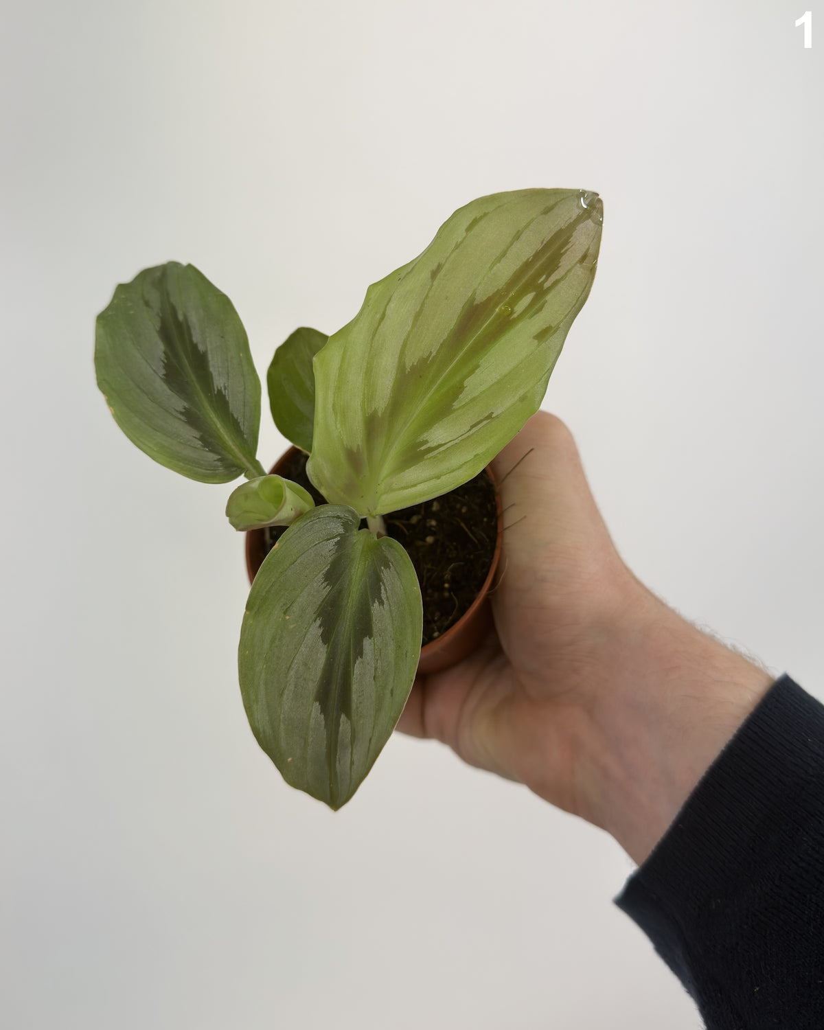 Cornukaempferia Aurantifolia Silver WW