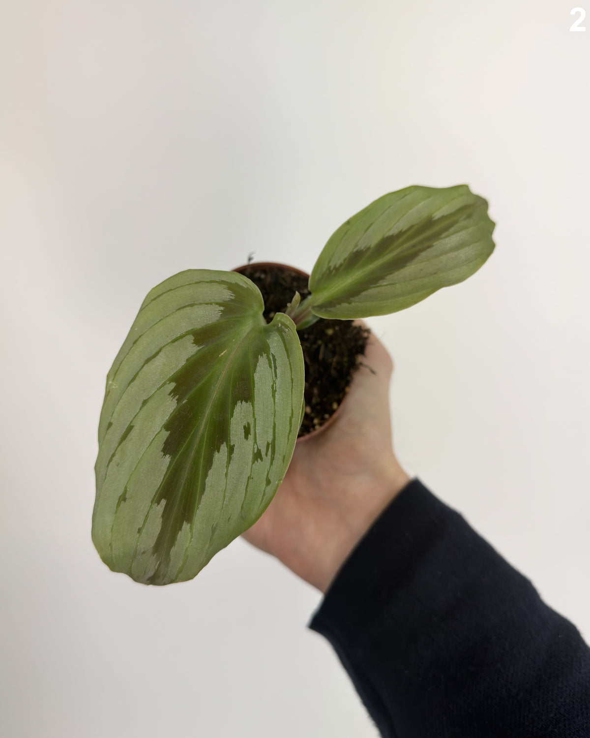 Cornukaempferia Aurantifolia Silver WW