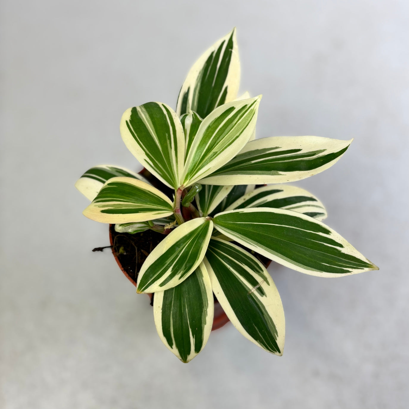 Costus Arabicus Variegata - Downtown Plant Club