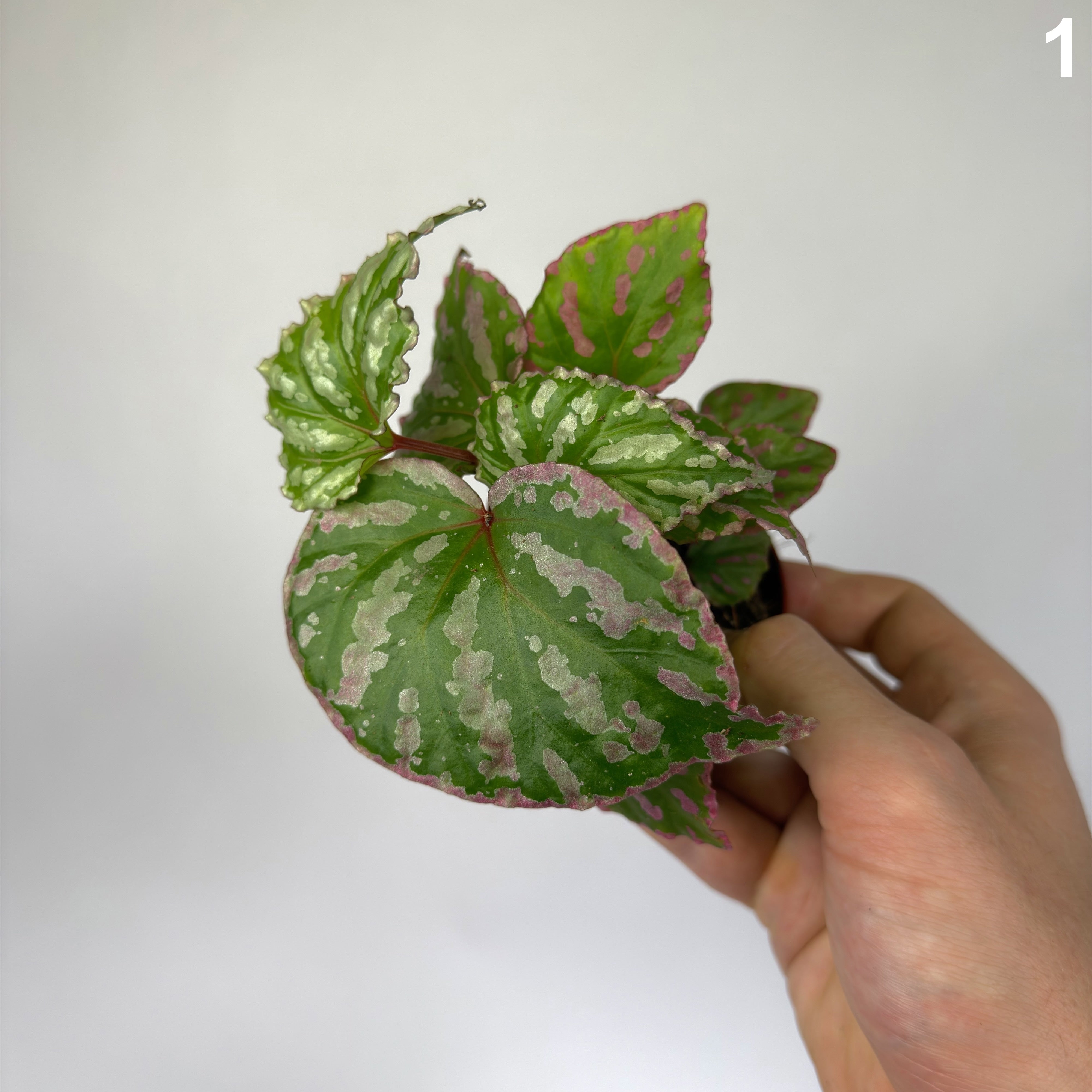 Begonia Cream Powder WW