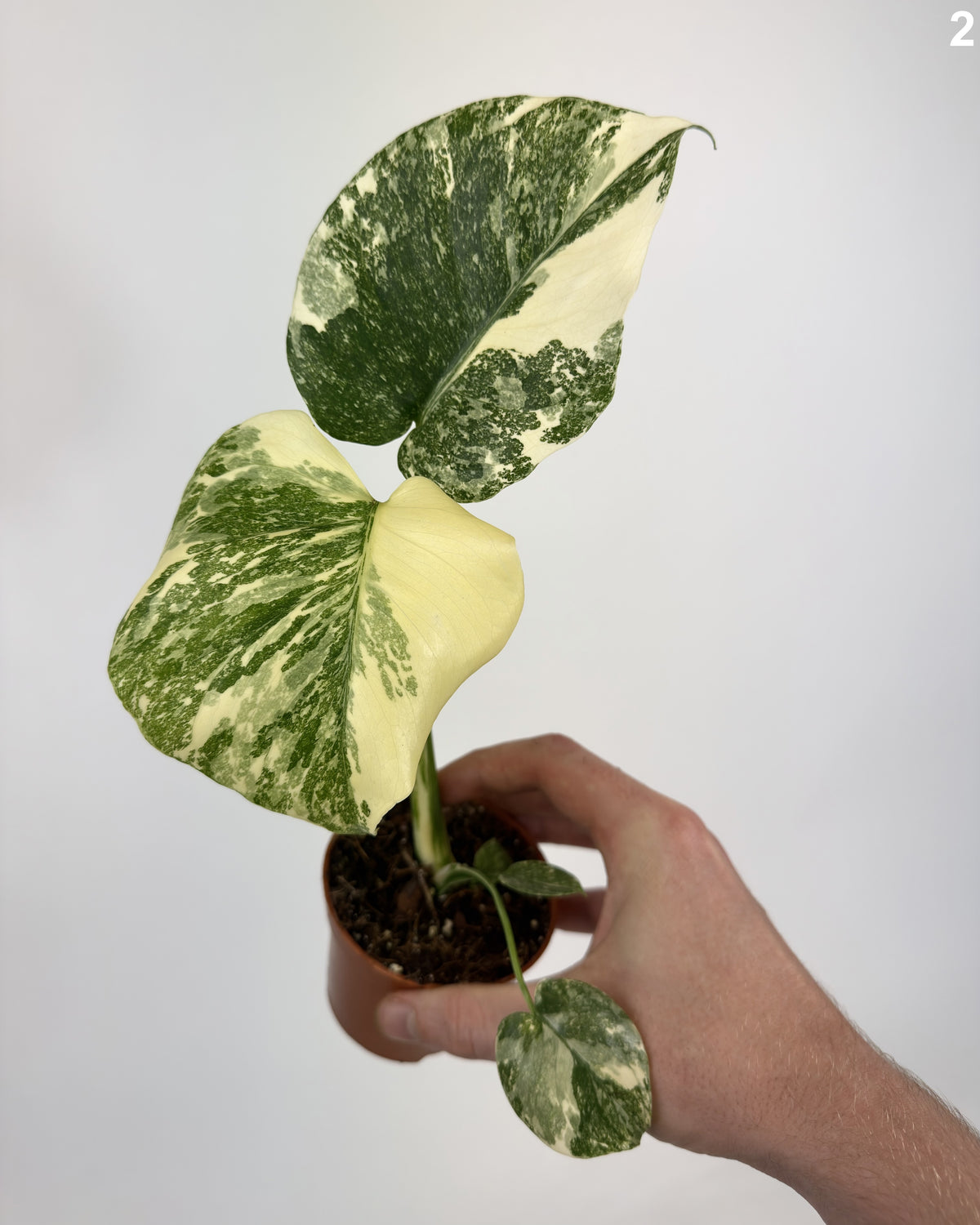 Monstera Deliciosa Creme Brulee WW