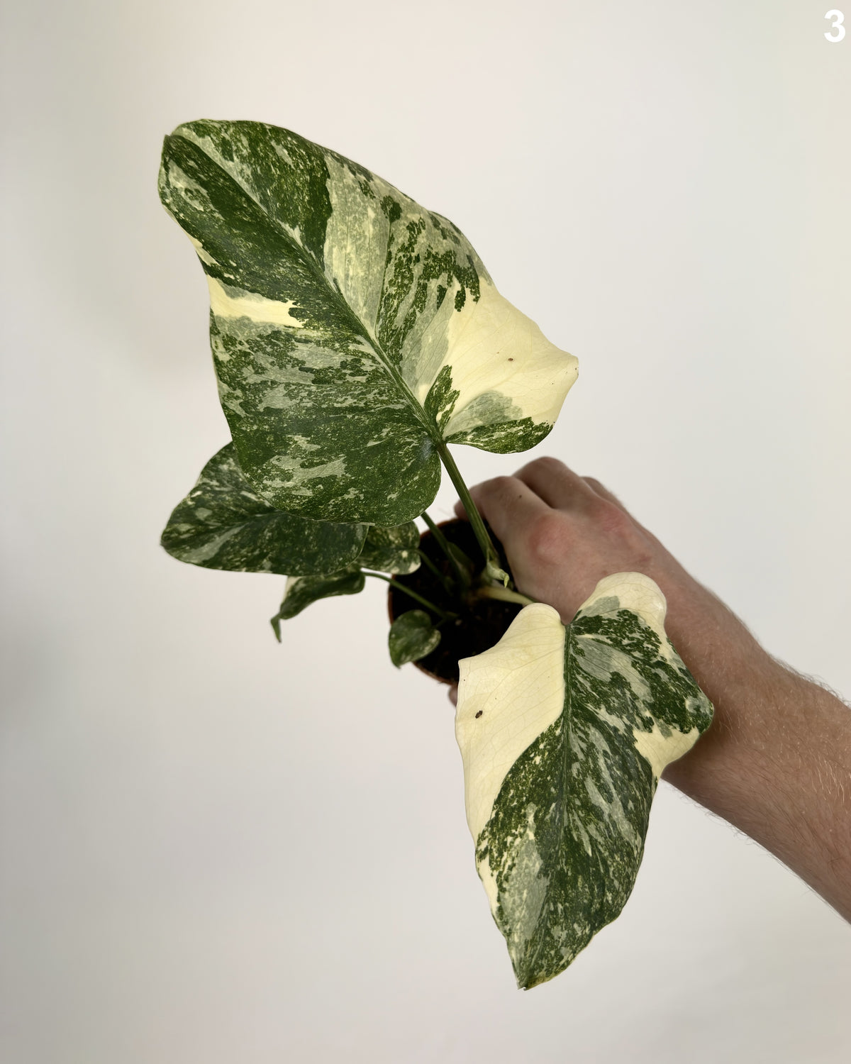 Monstera Deliciosa Creme Brulee WW
