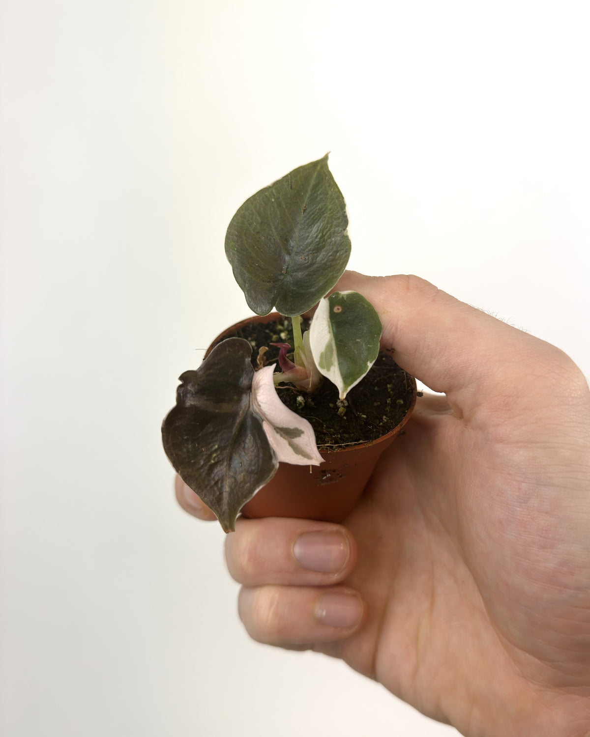 Alocasia Cuprea Pink Albo WW