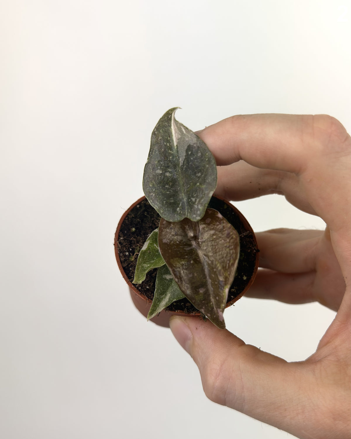 Alocasia Cuprea Pink Albo WW