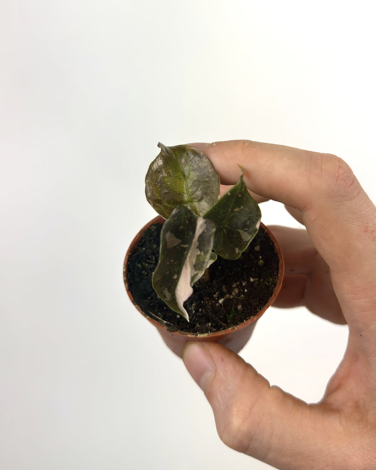 Alocasia Cuprea Pink Albo WW