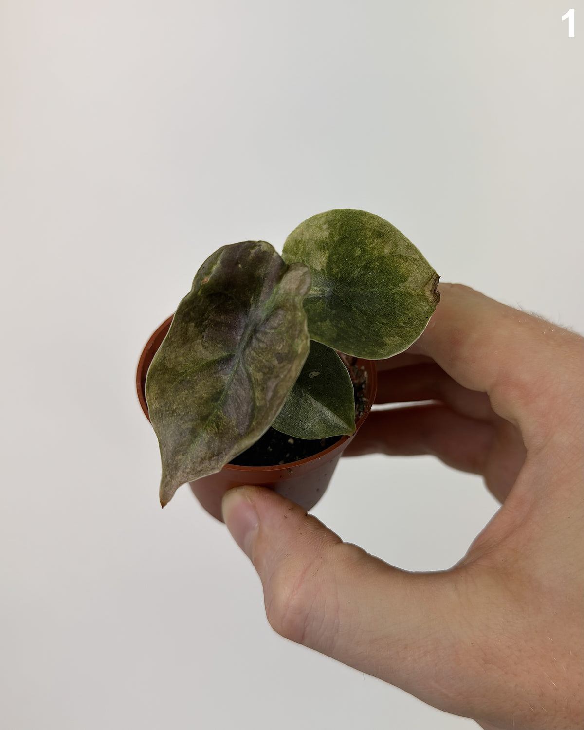 Alocasia Cuprea Mint WW