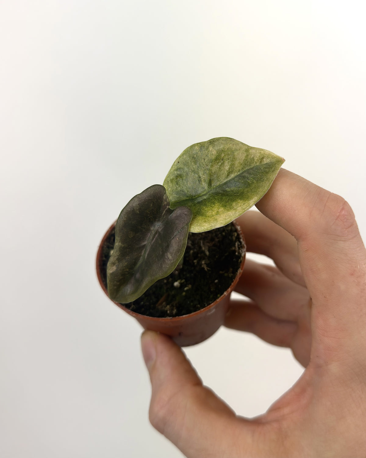 Alocasia Cuprea Mint WW