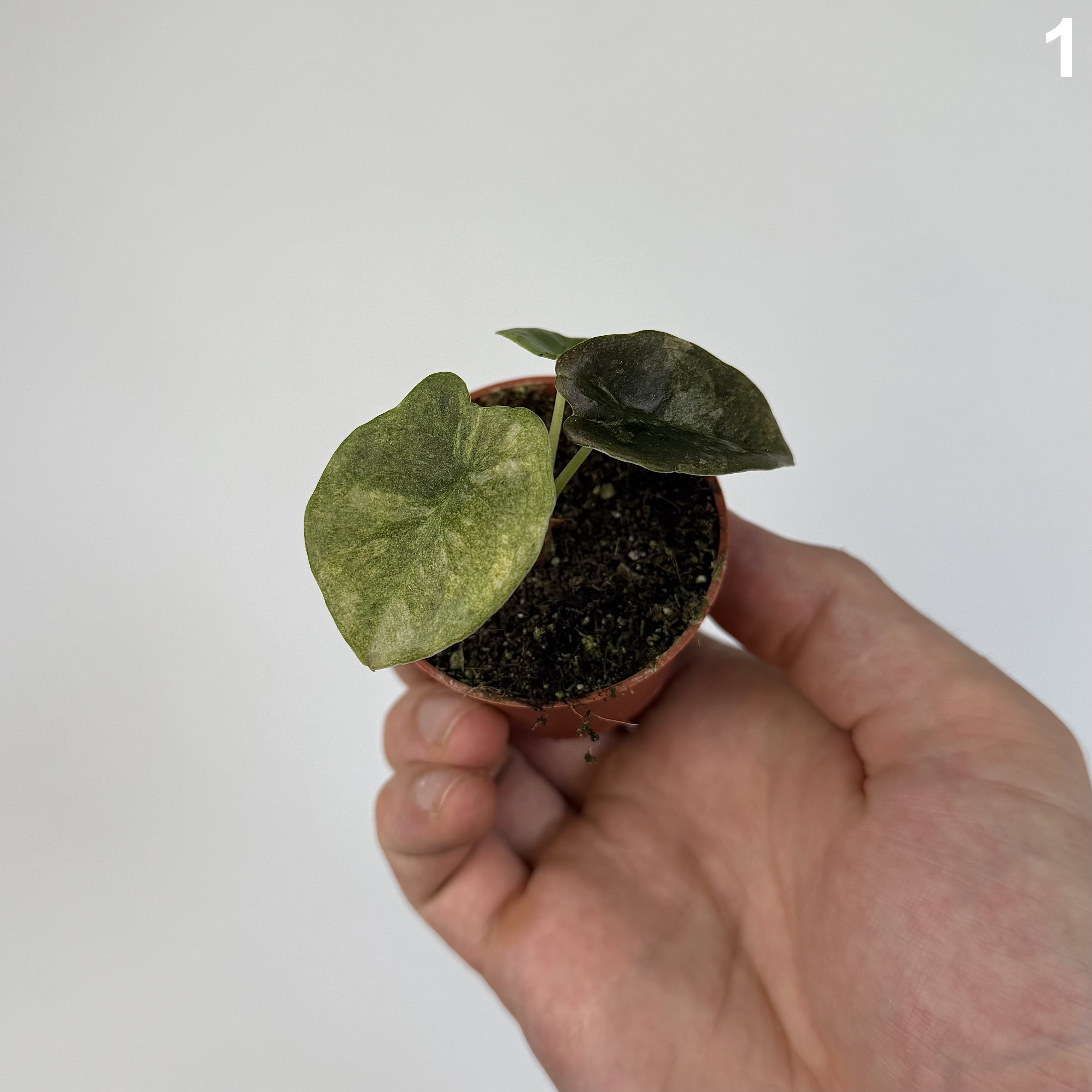 Alocasia Cuprea Mint WW