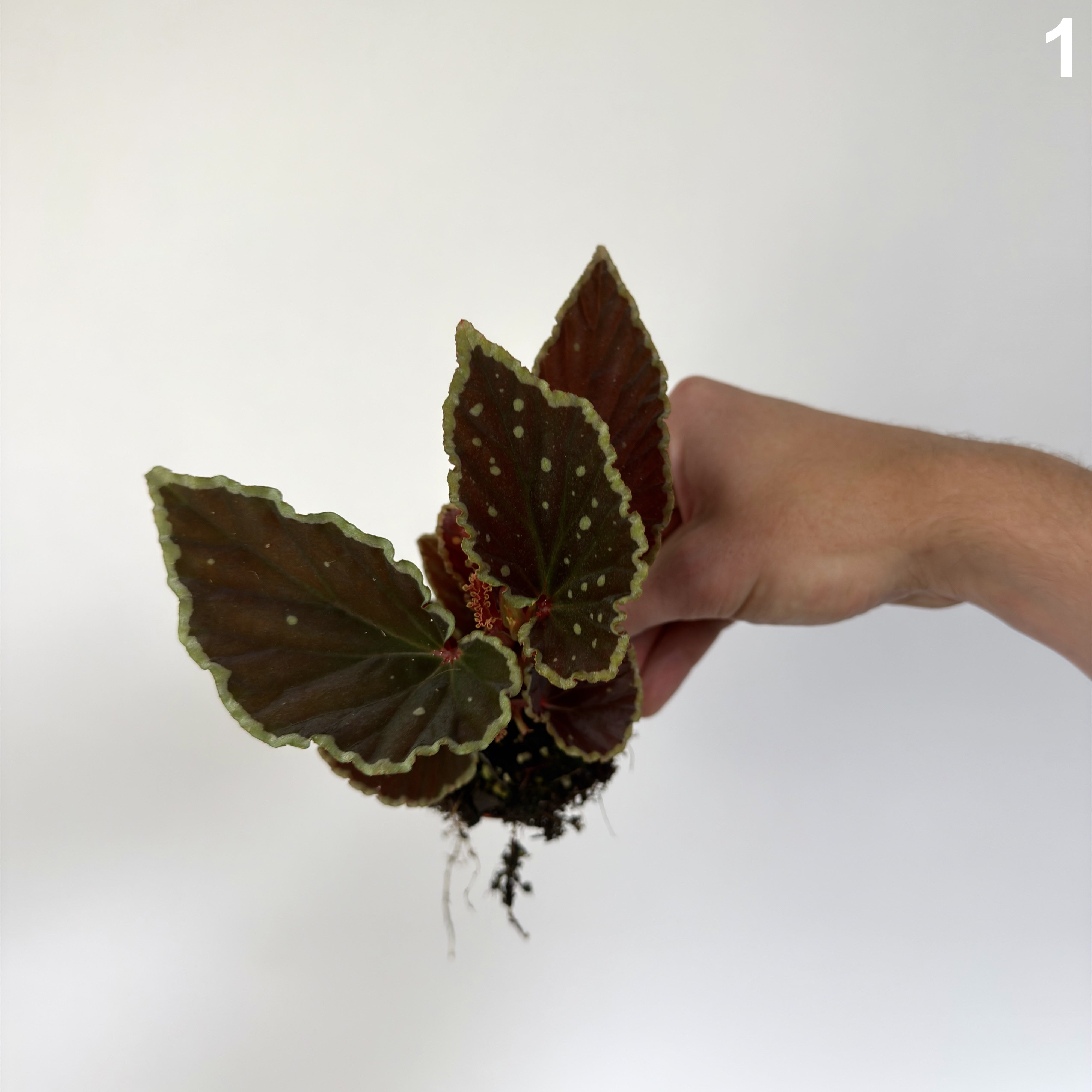 Begonia Darthvaderiana Green Spots WW
