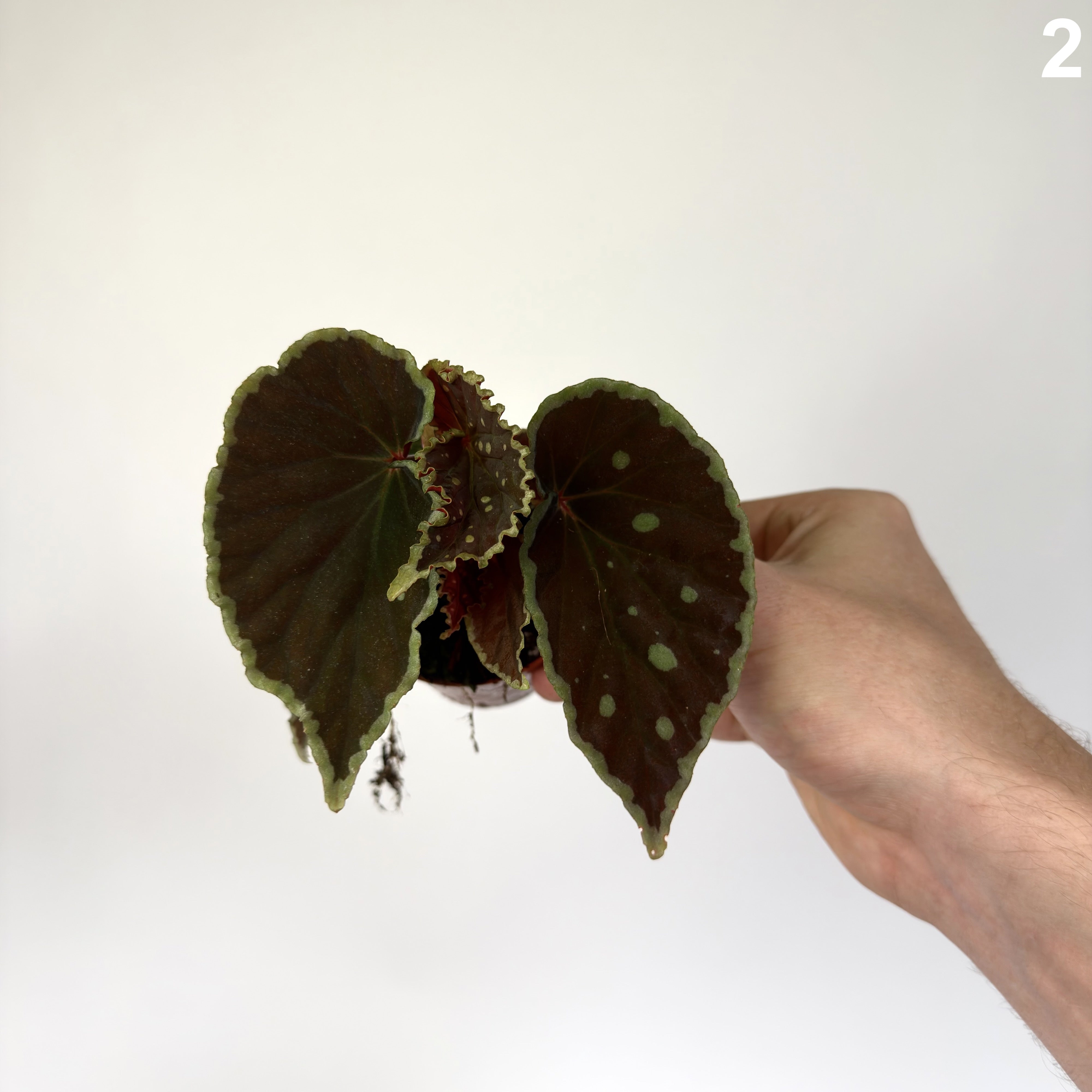 Begonia Darthvaderiana Green Spots WW
