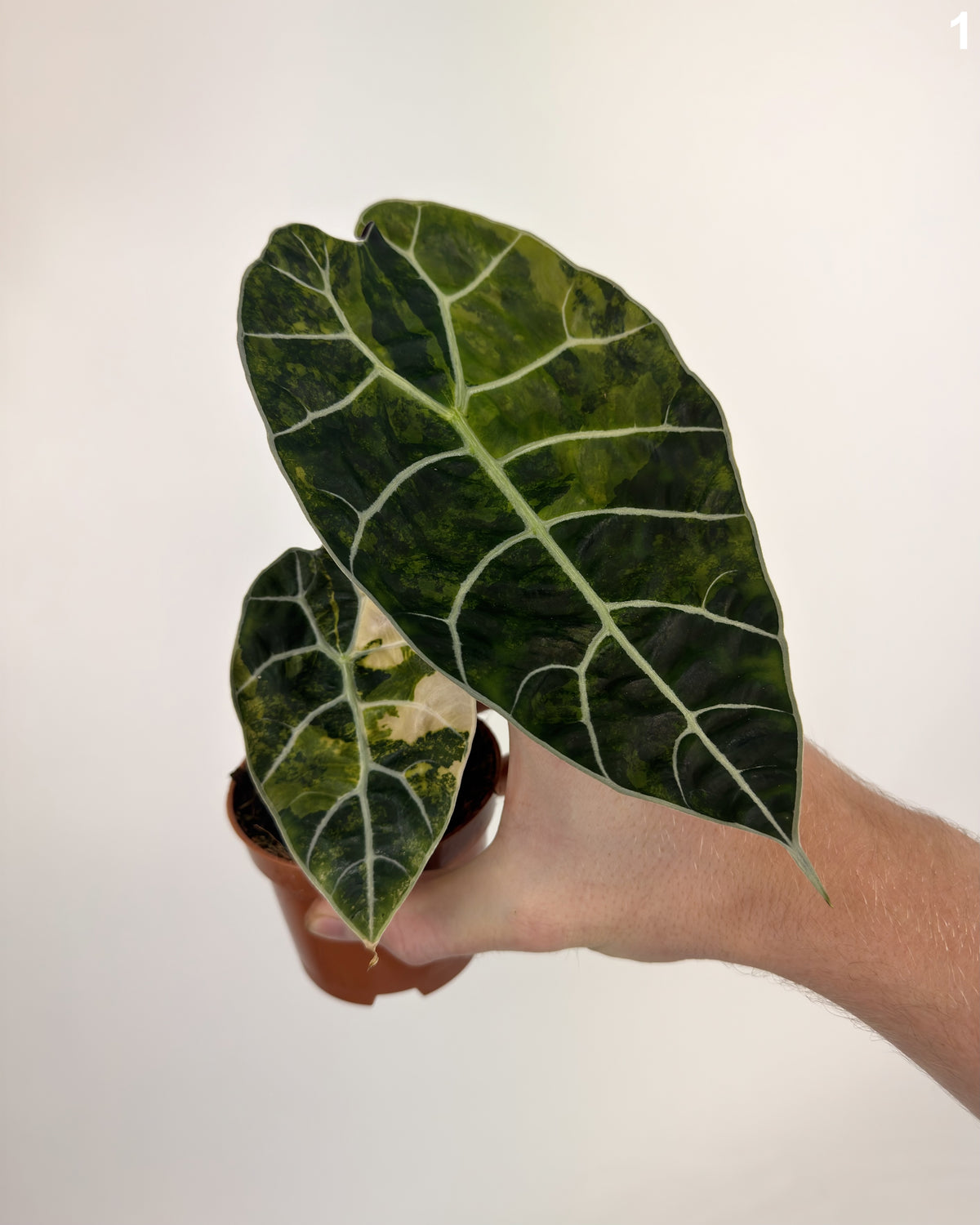 Alocasia Watsoniana Doff Aurea WW