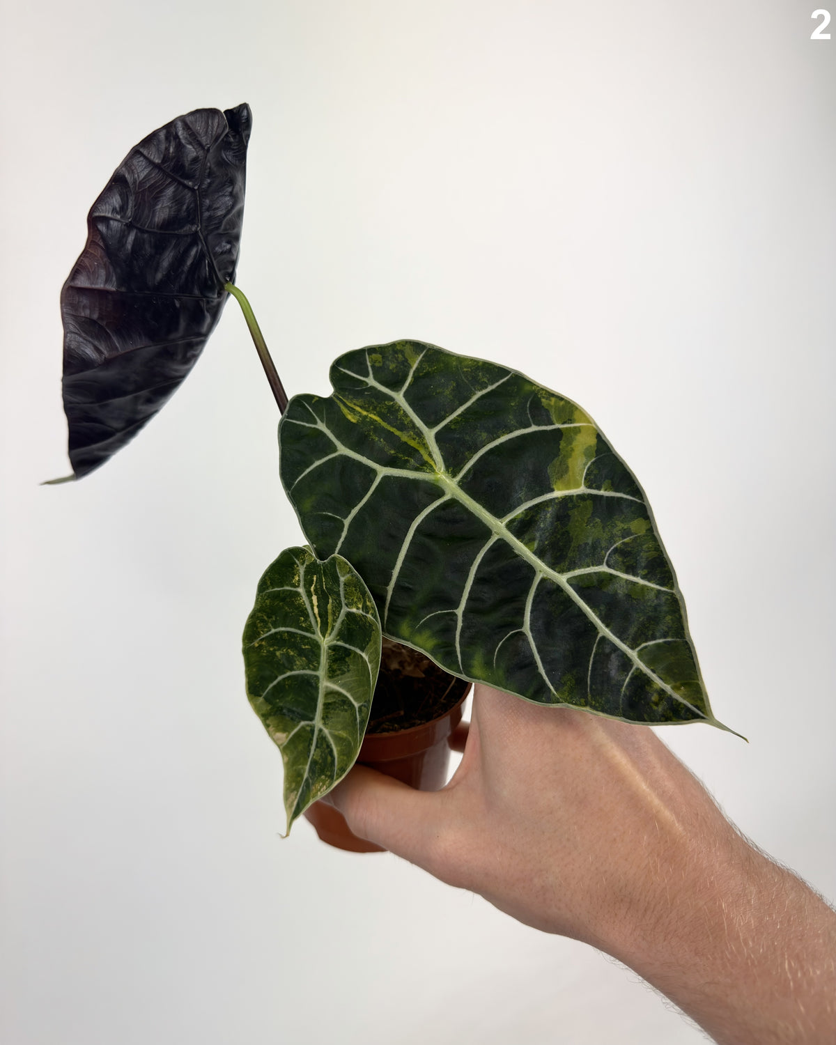 Alocasia Watsoniana Doff Aurea WW