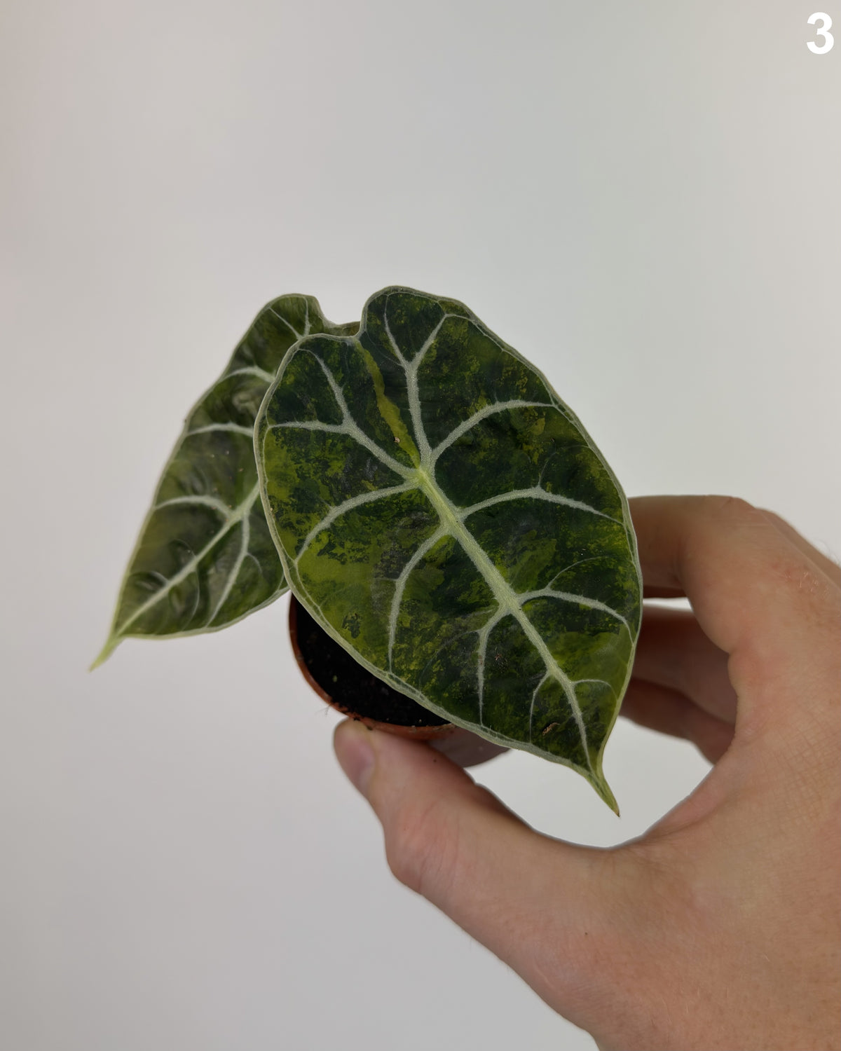 Alocasia Watsoniana Doff Aurea WW
