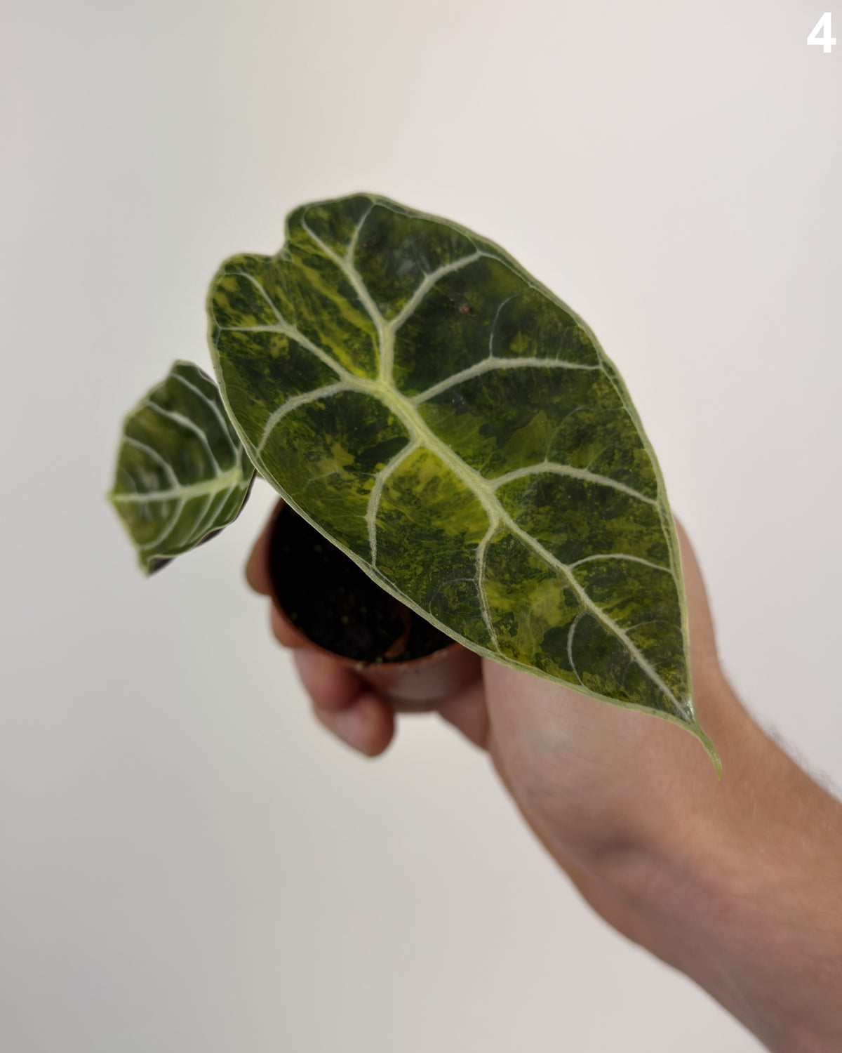 Alocasia Watsoniana Doff Aurea WW