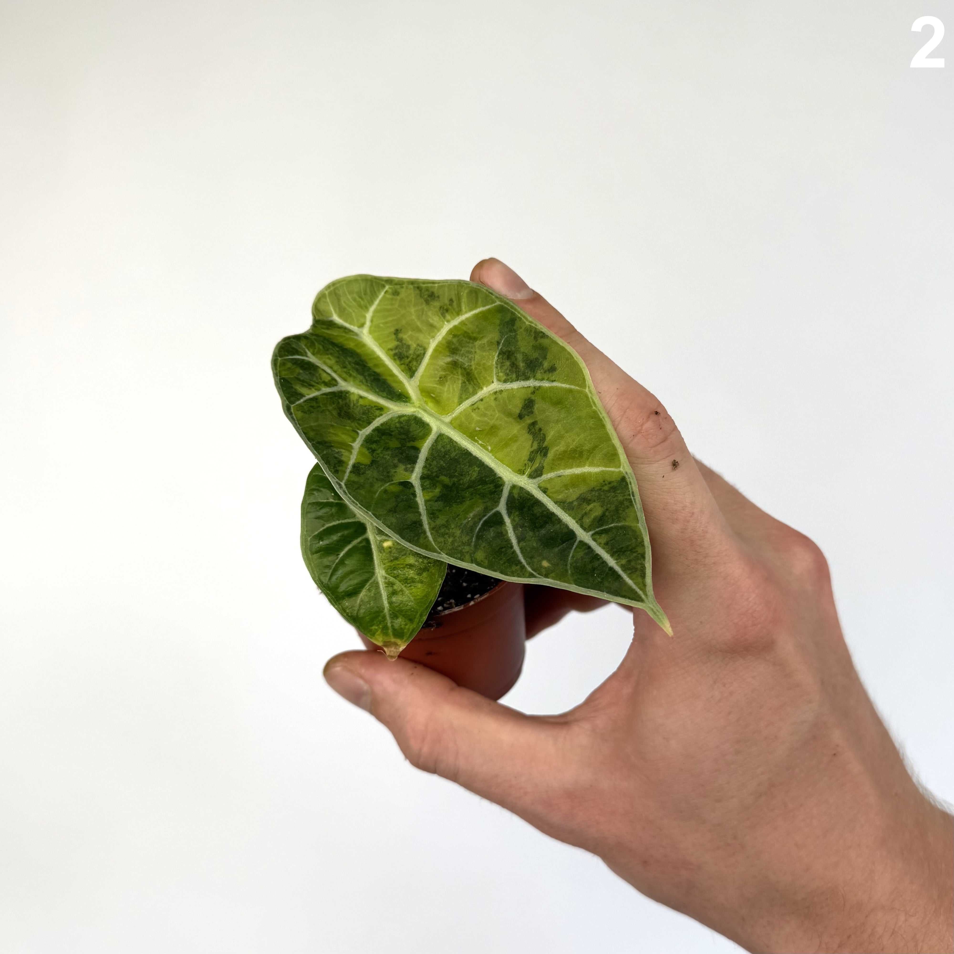 Alocasia Watsoniana Doff. Aurea WW