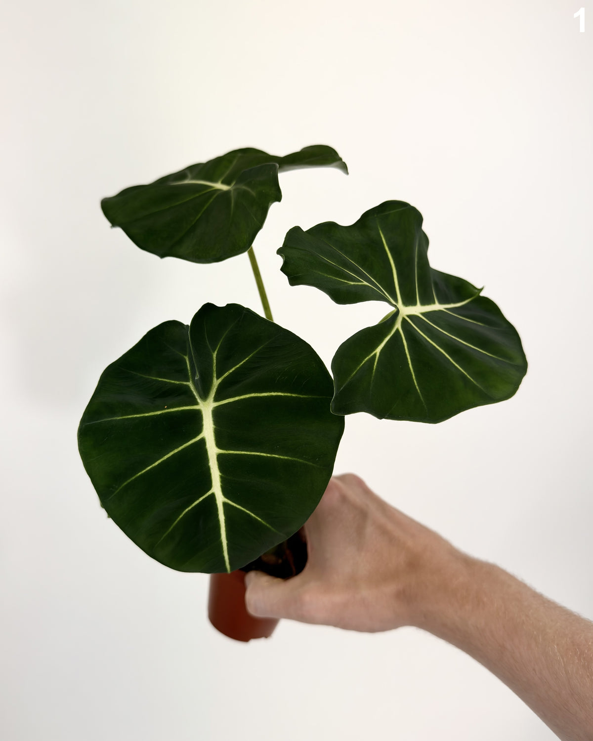 Alocasia Frydek Dorayaki WW