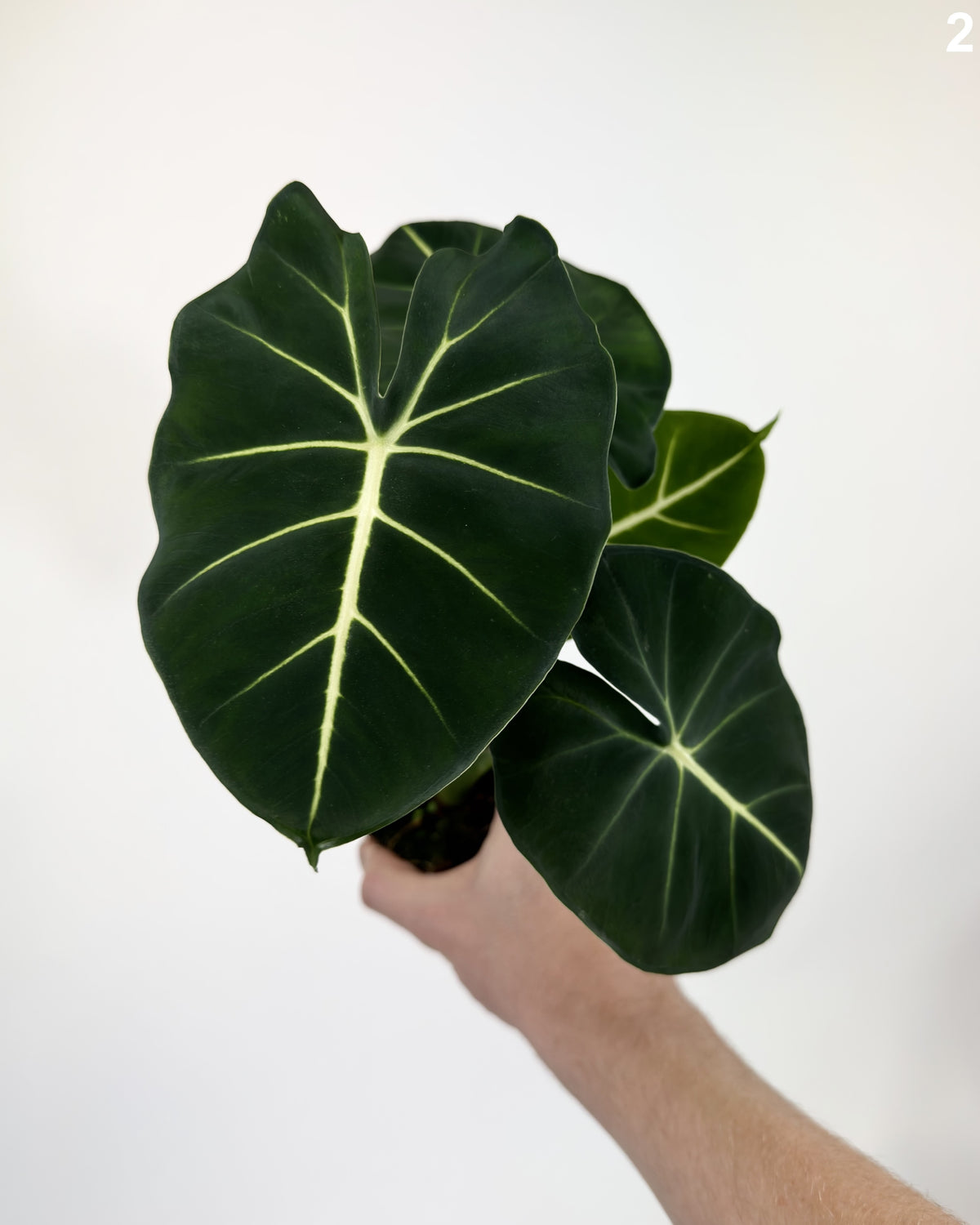 Alocasia Frydek Dorayaki WW