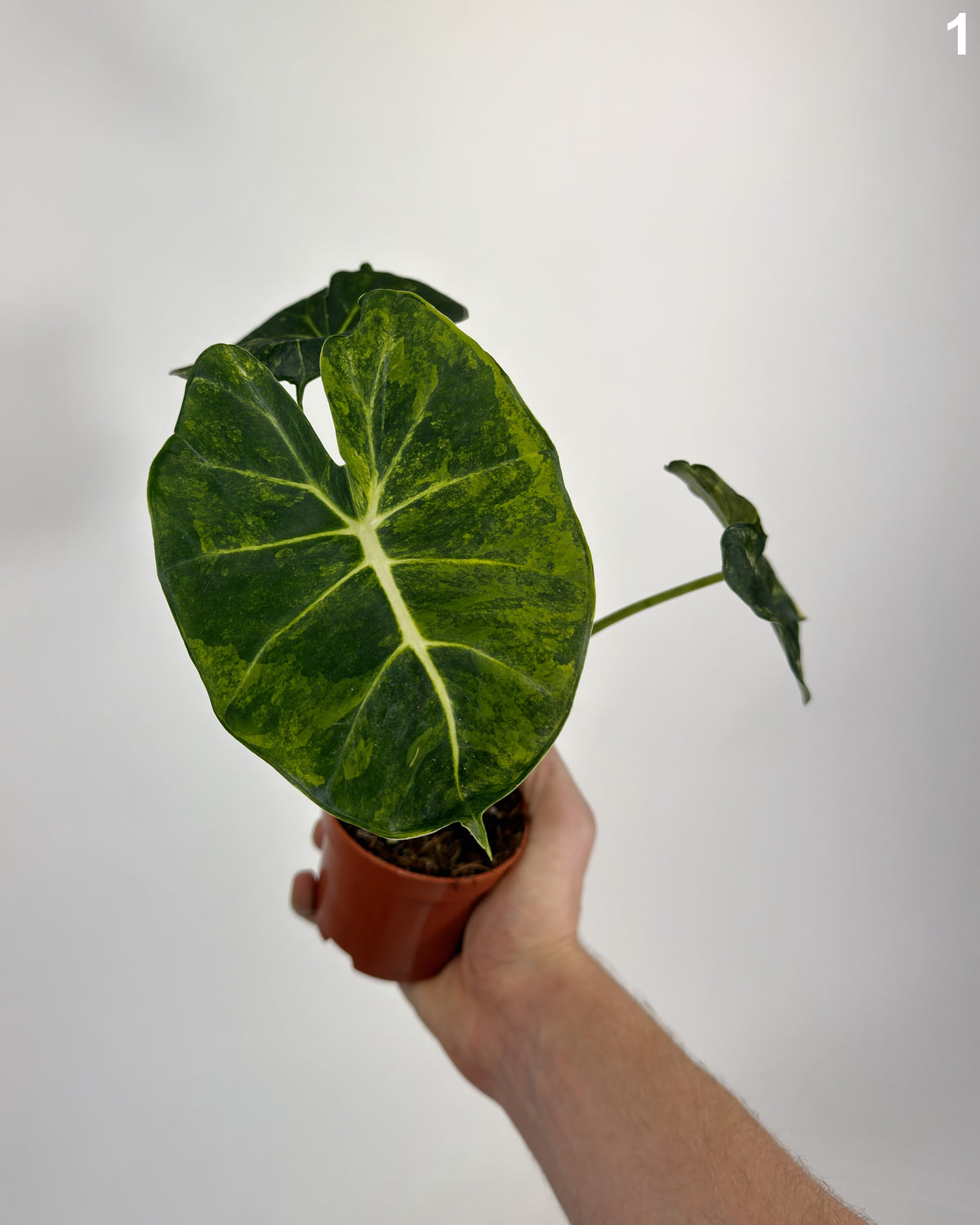 Alocasia Dorayaki Aurea WW