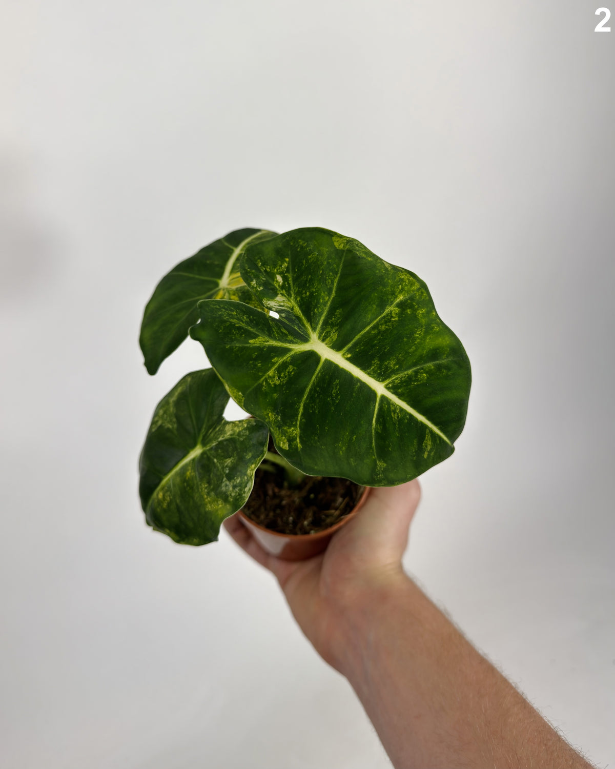 Alocasia Dorayaki Aurea WW