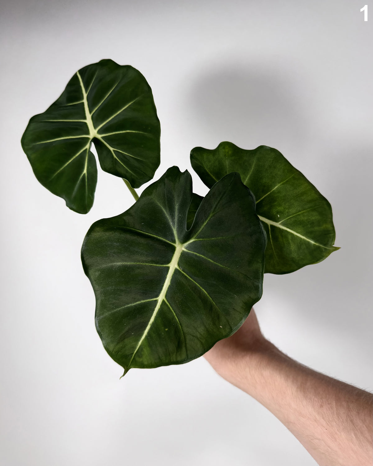 Alocasia Dorayaki WW