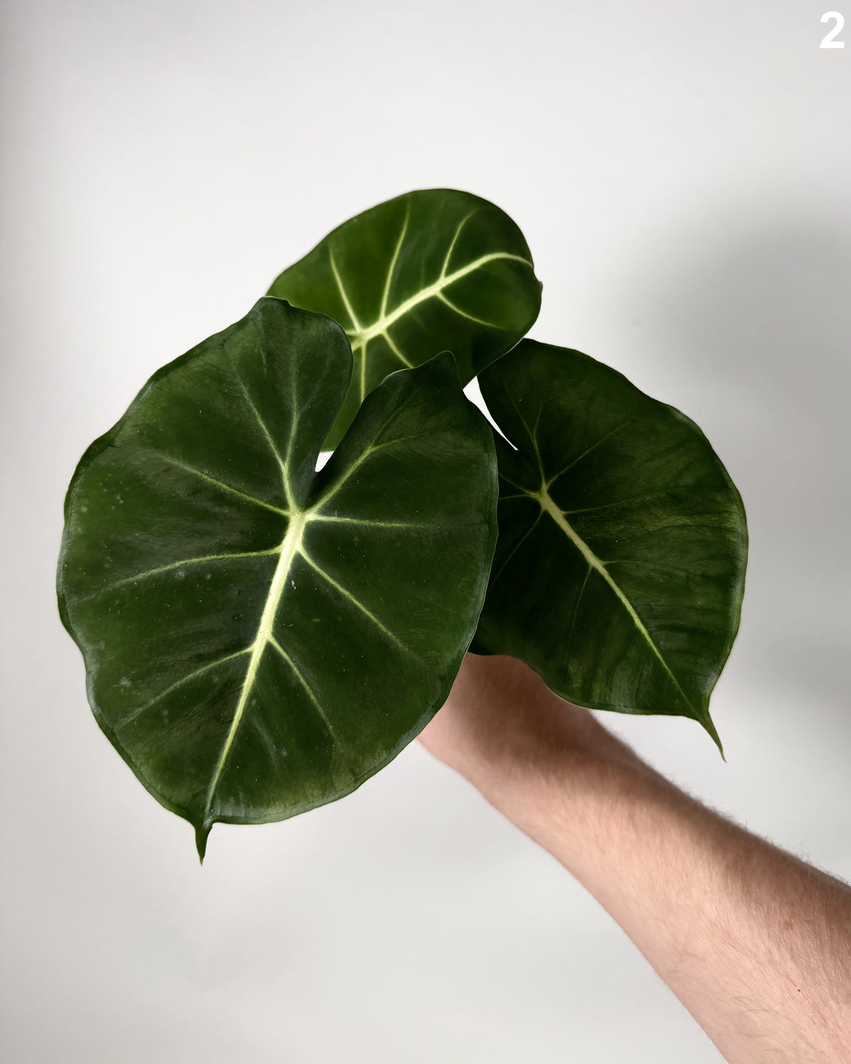 Alocasia Dorayaki WW