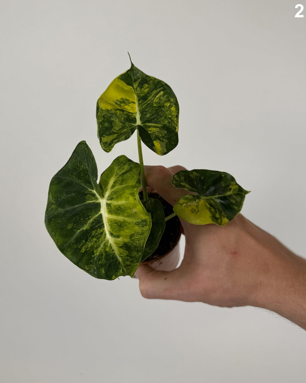 Alocasia Dorayaki Aurea WW