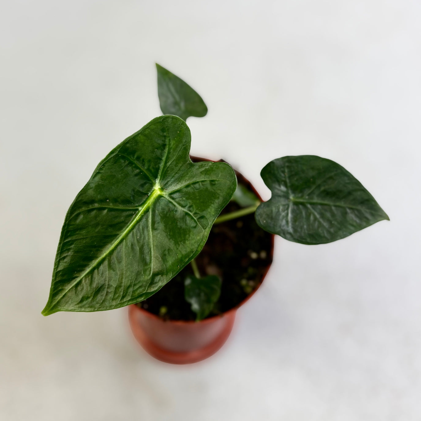 Alocasia Frydek Tattoo - Downtown Plant Club