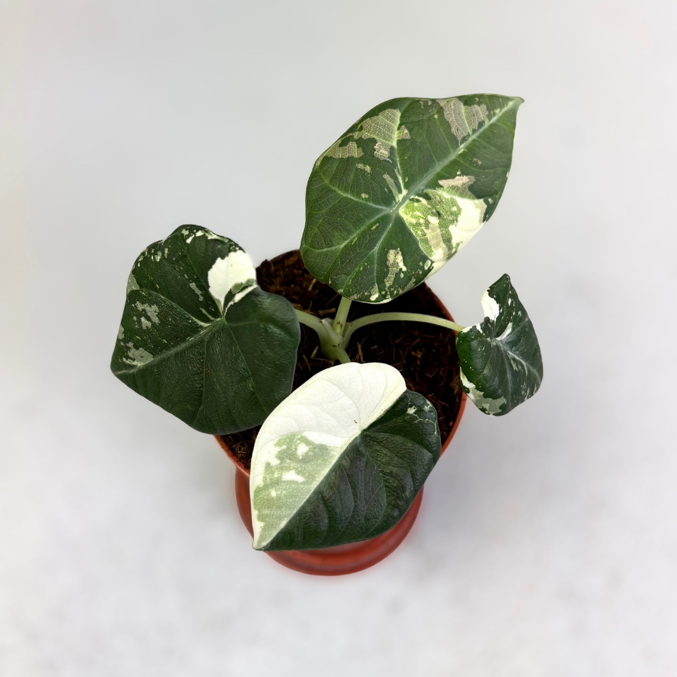 Alocasia Maharani Albo Variegata - Downtown Plant Club