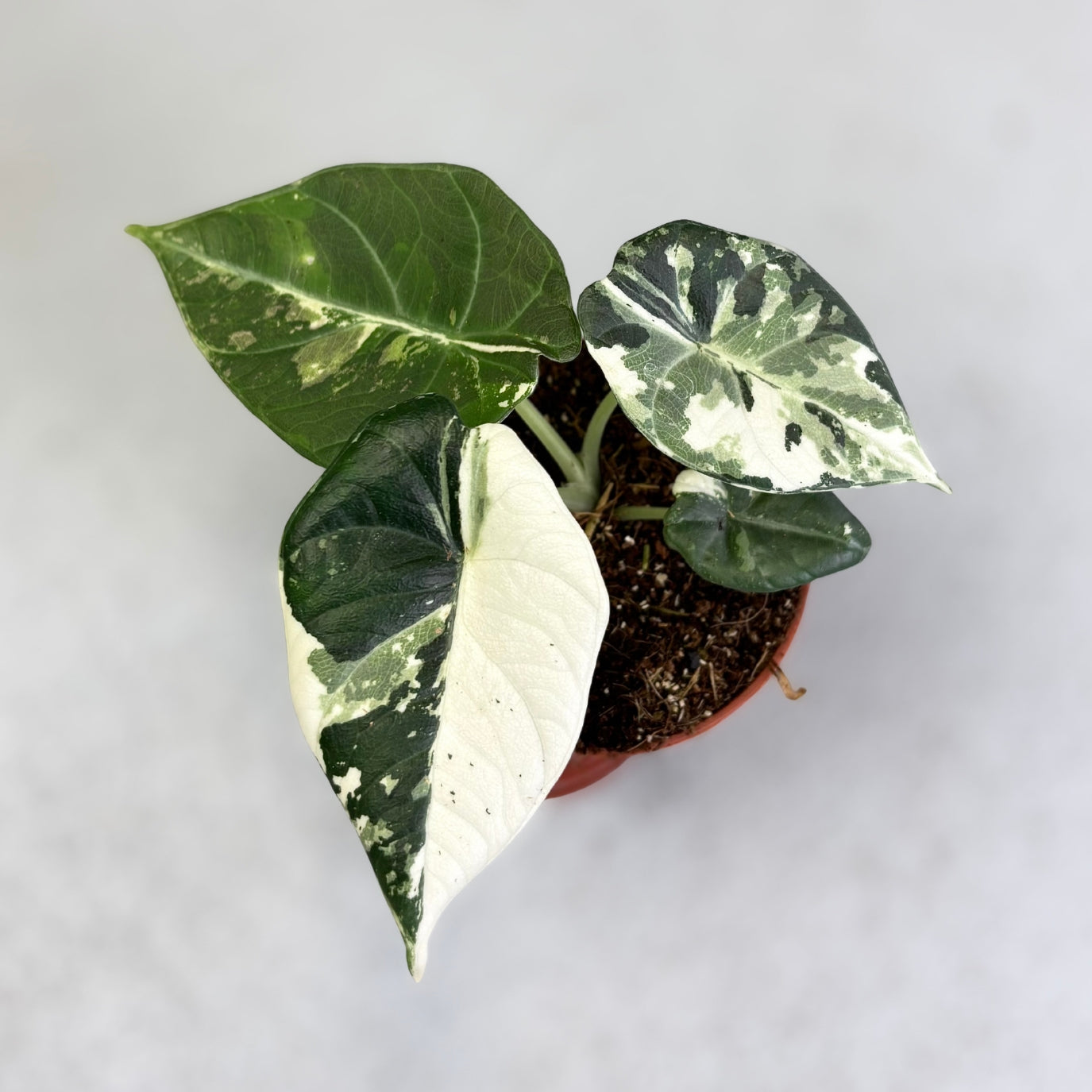 その他観葉植物 Alocasia Maharani Albo var. その他観葉植物 Alocasia Maharani Albo var. その他観葉植物