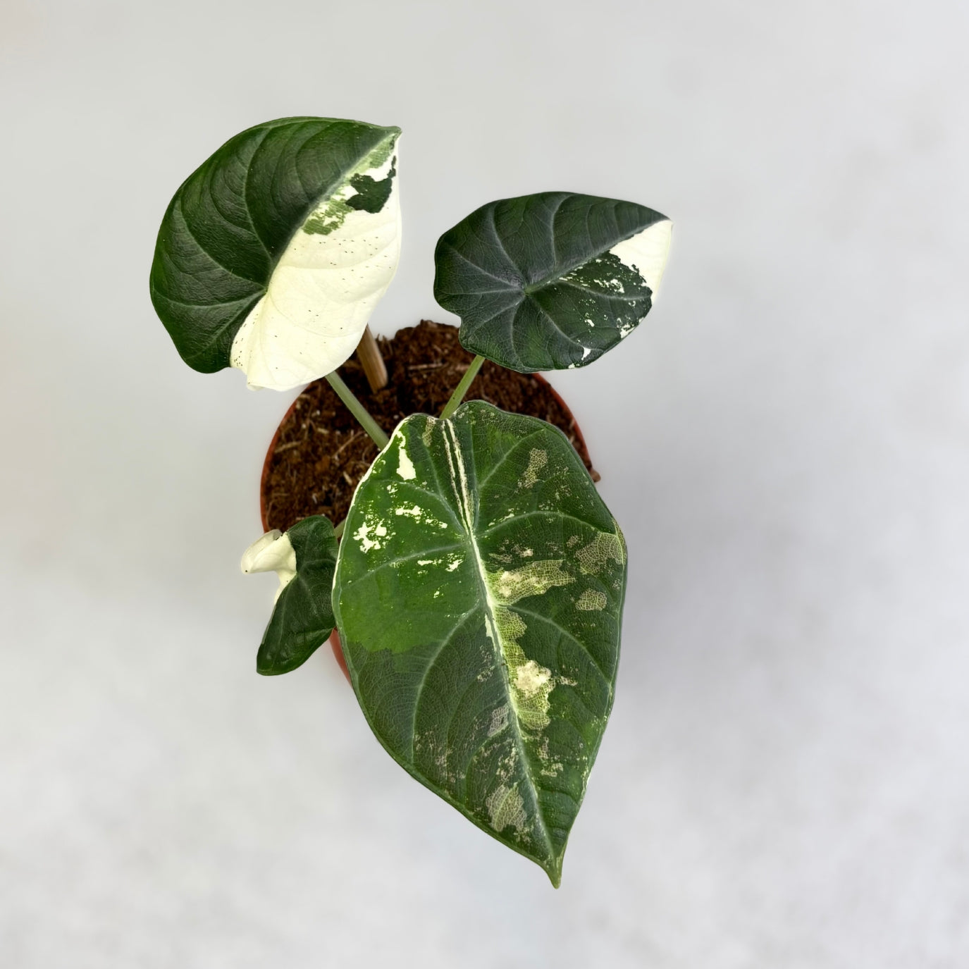 Alocasia Maharani Albo Variegata