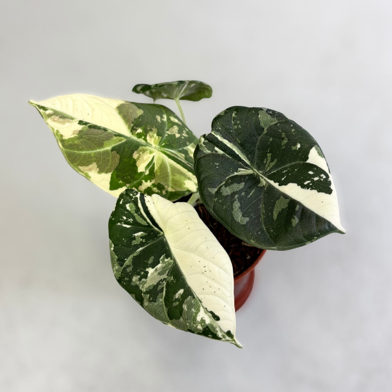 その他観葉植物 Alocasia Maharani Albo var. Alocasia Maharani Albo Variegata