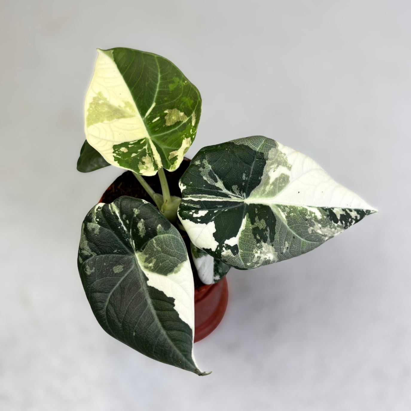 Alocasia Maharani Albo Variegata