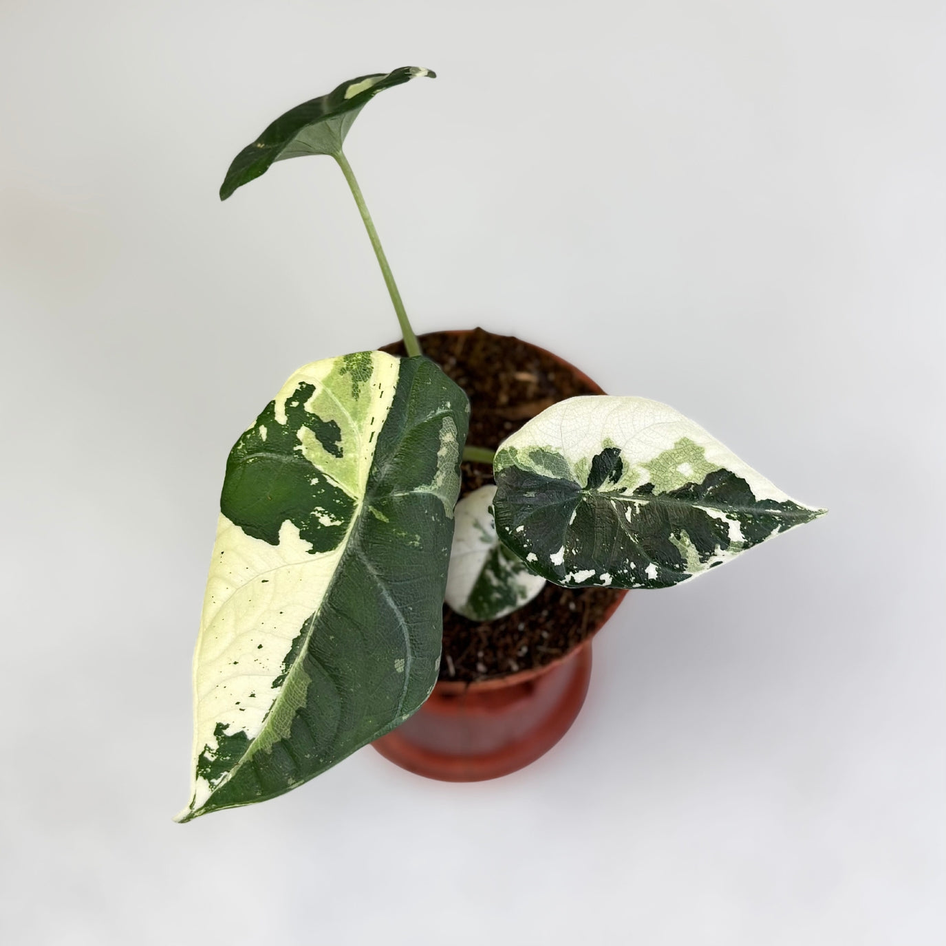 その他観葉植物 Alocasia Maharani Albo variegated Rare Tissue Culture Alocasia Maharani Albo Variegated | Greenboog