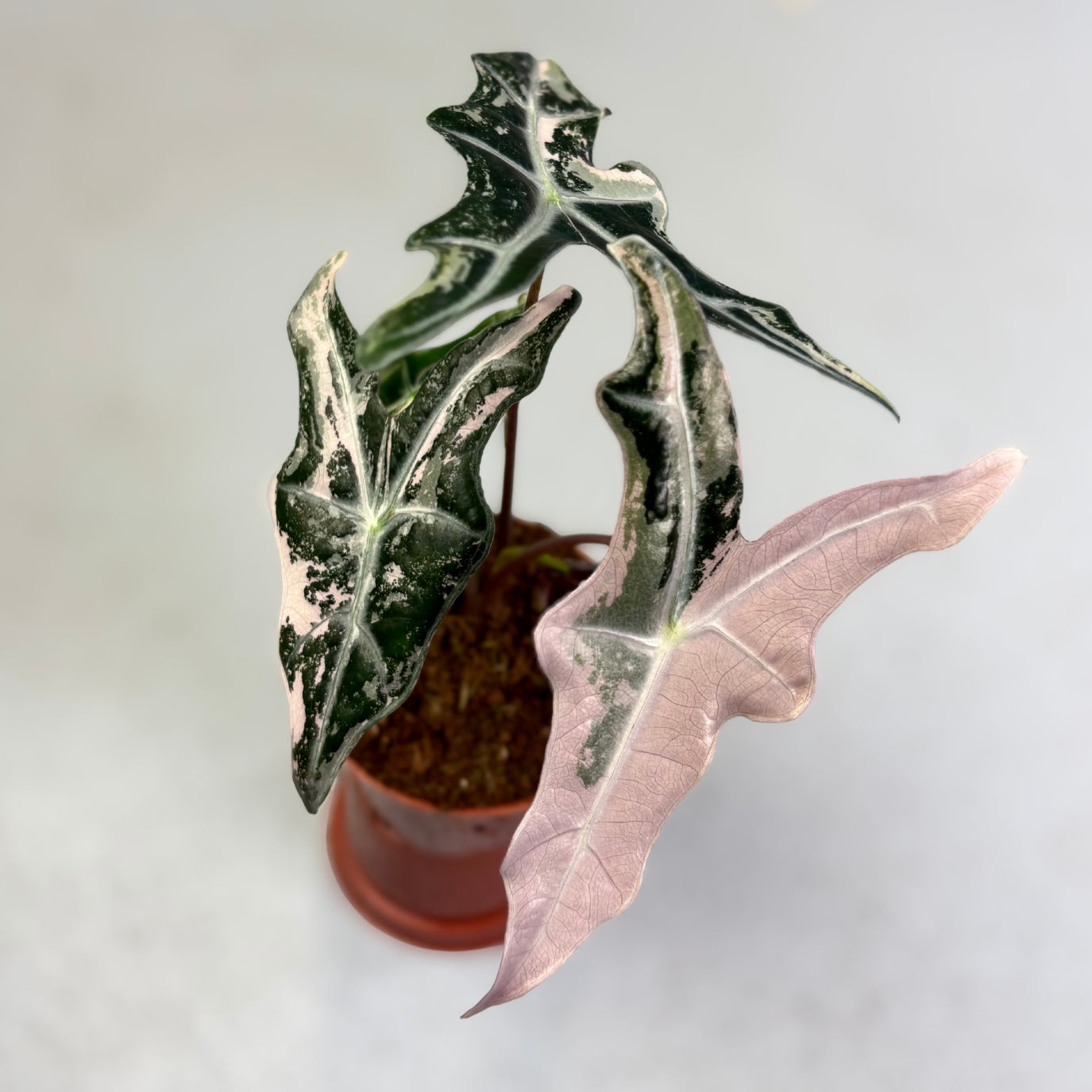 Alocasia Nobillis Pink\"K\"│アロカシア・ノビリス・ピンク Alocasia Nobillis Pink 