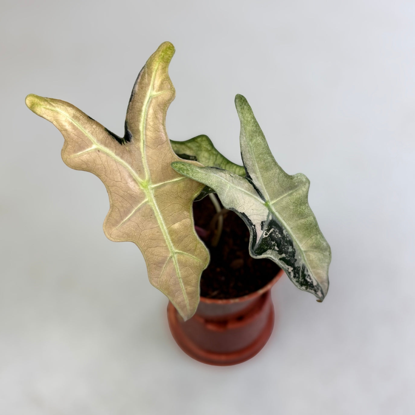 Alocasia Nobilis Pink Variegata