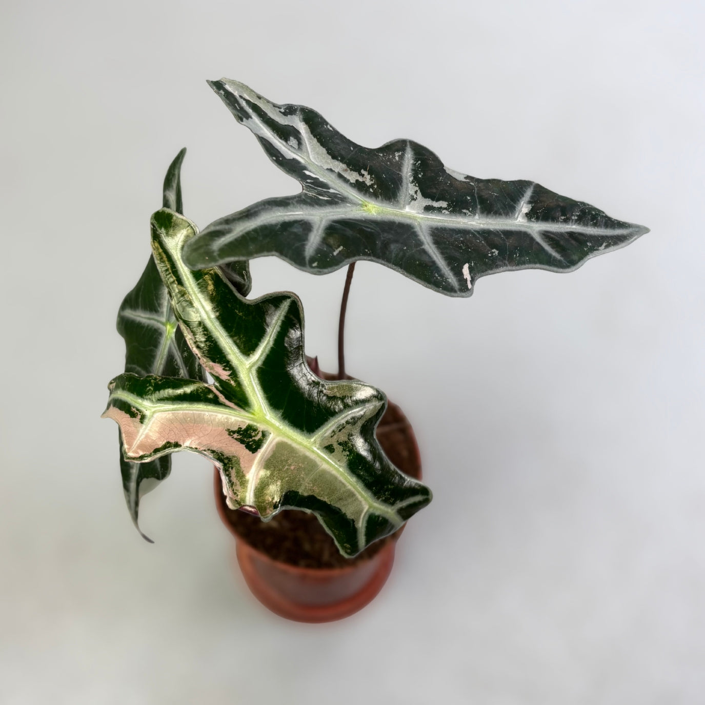 Alocasia Nobillis Pink K│アロカシア・ノビリス・ピンク② Alocasia