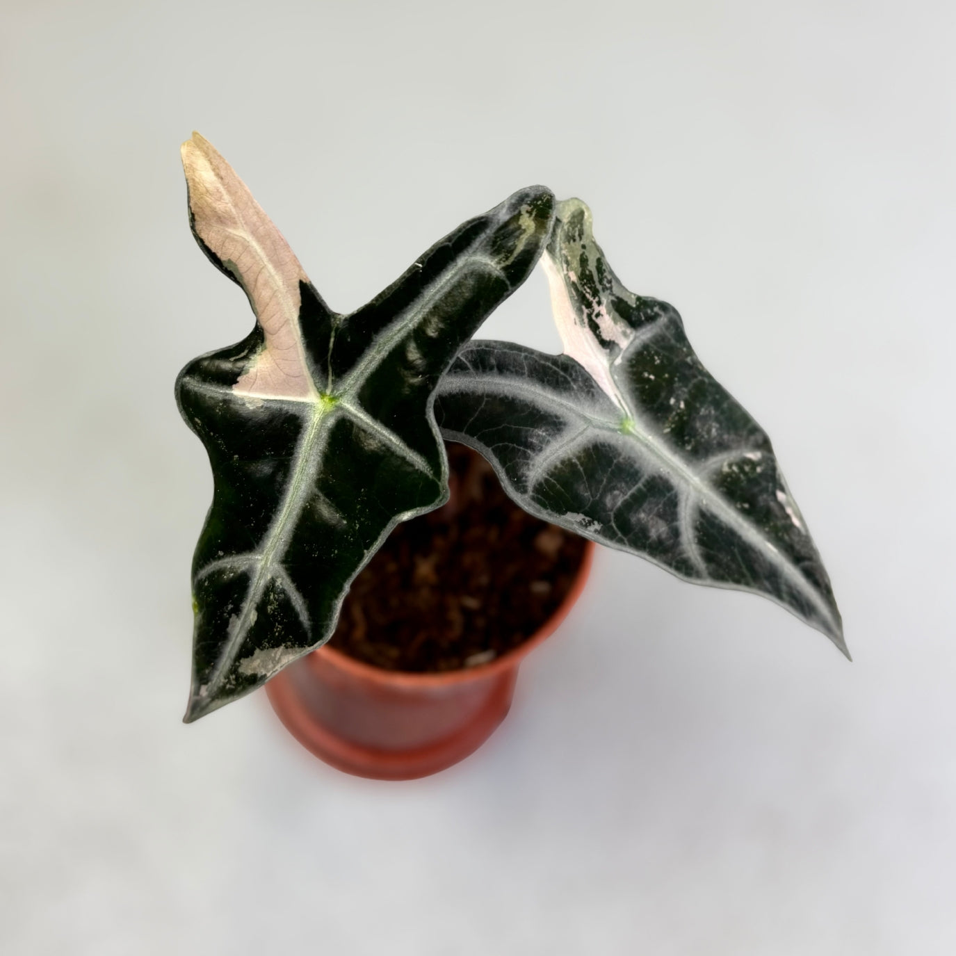 Alocasia Nobillis Pink\