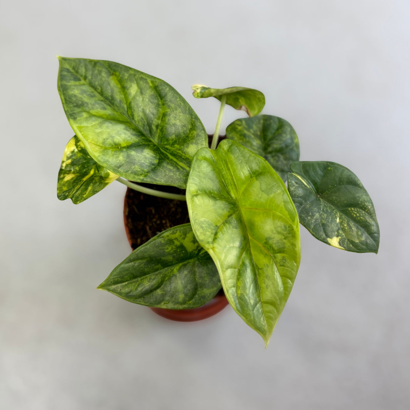 Alocasia Silver Dragon Aurea Variegata