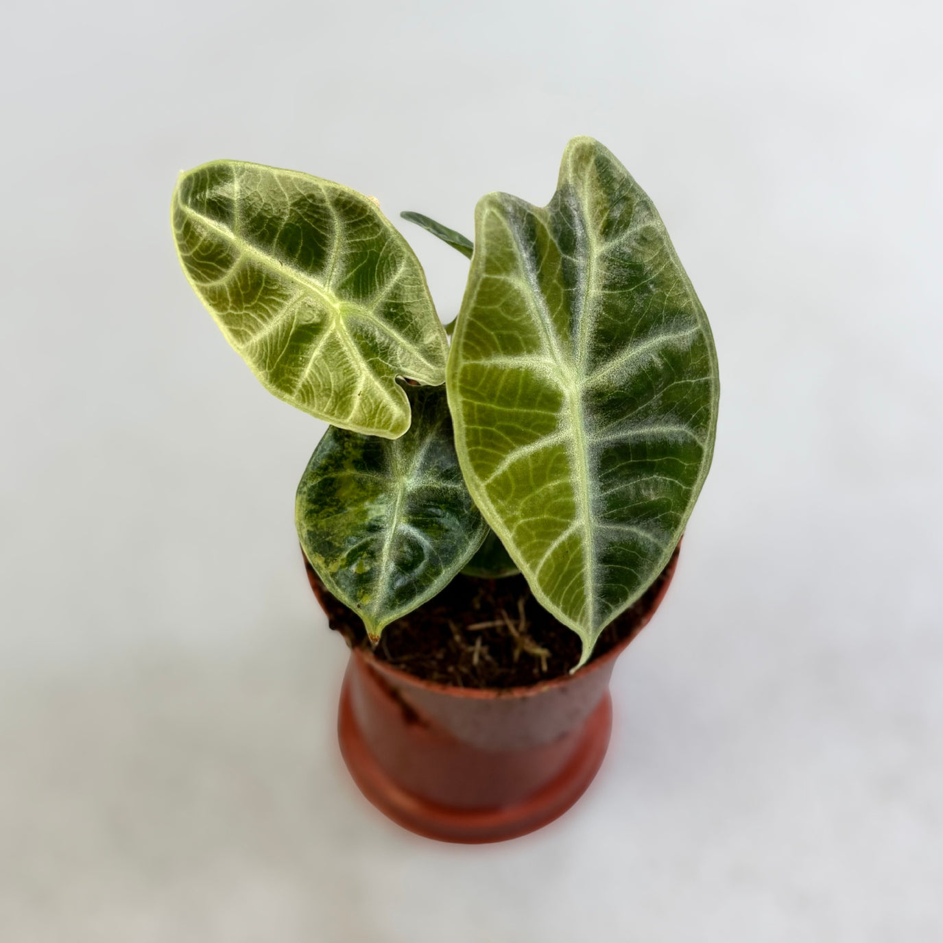 Alocasia Watsoniana Glossy Variegata
