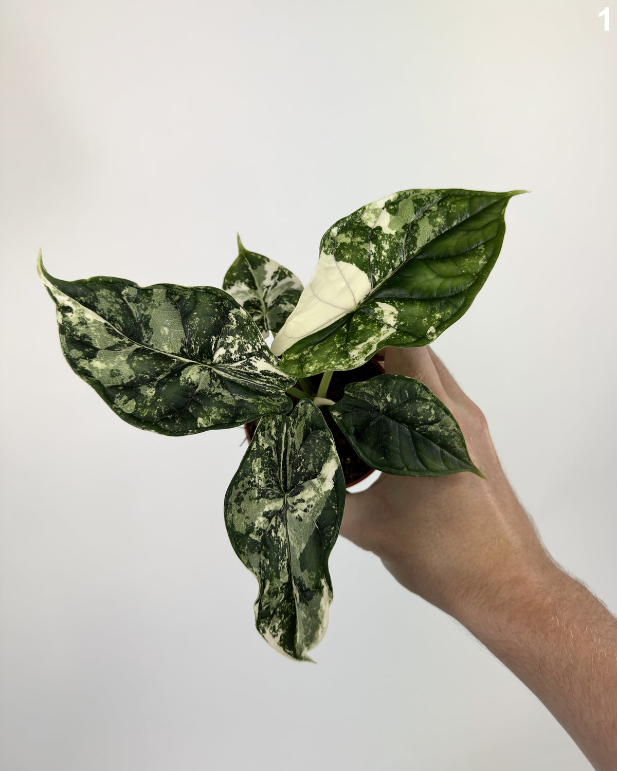 Alocasia Dragon Scale Albo Variegata WW