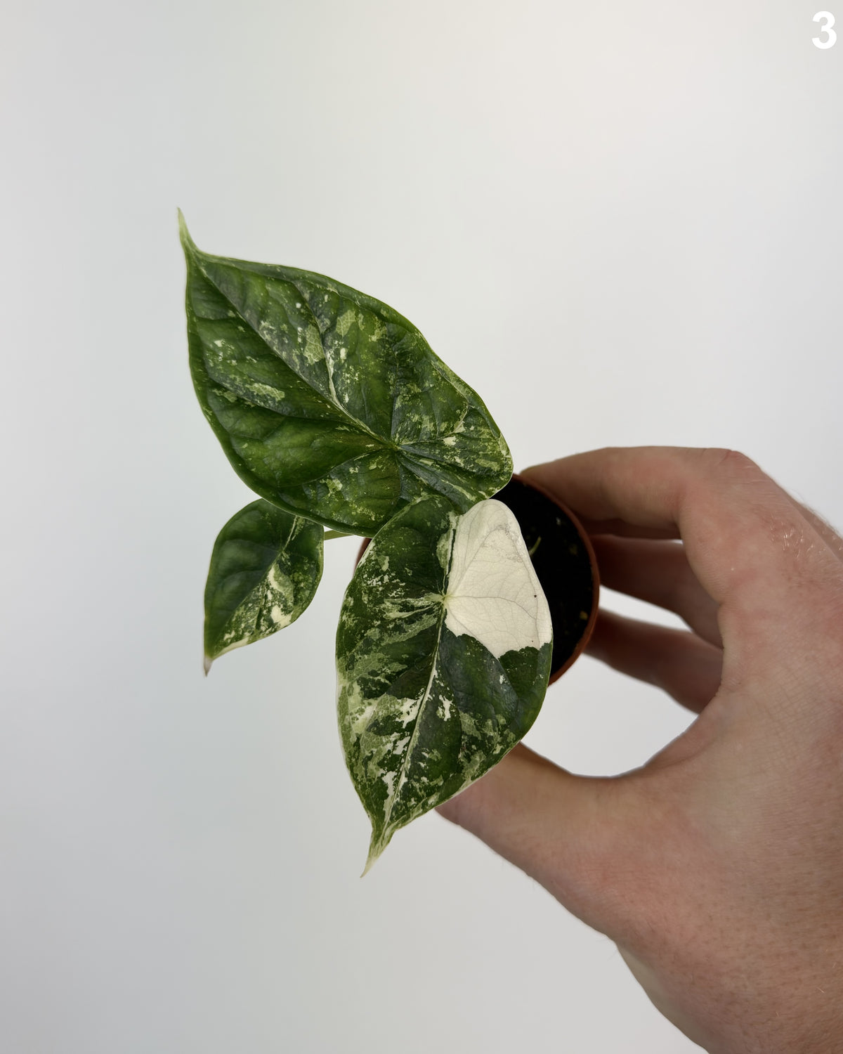 Alocasia Dragon Scale Albo Variegata WW