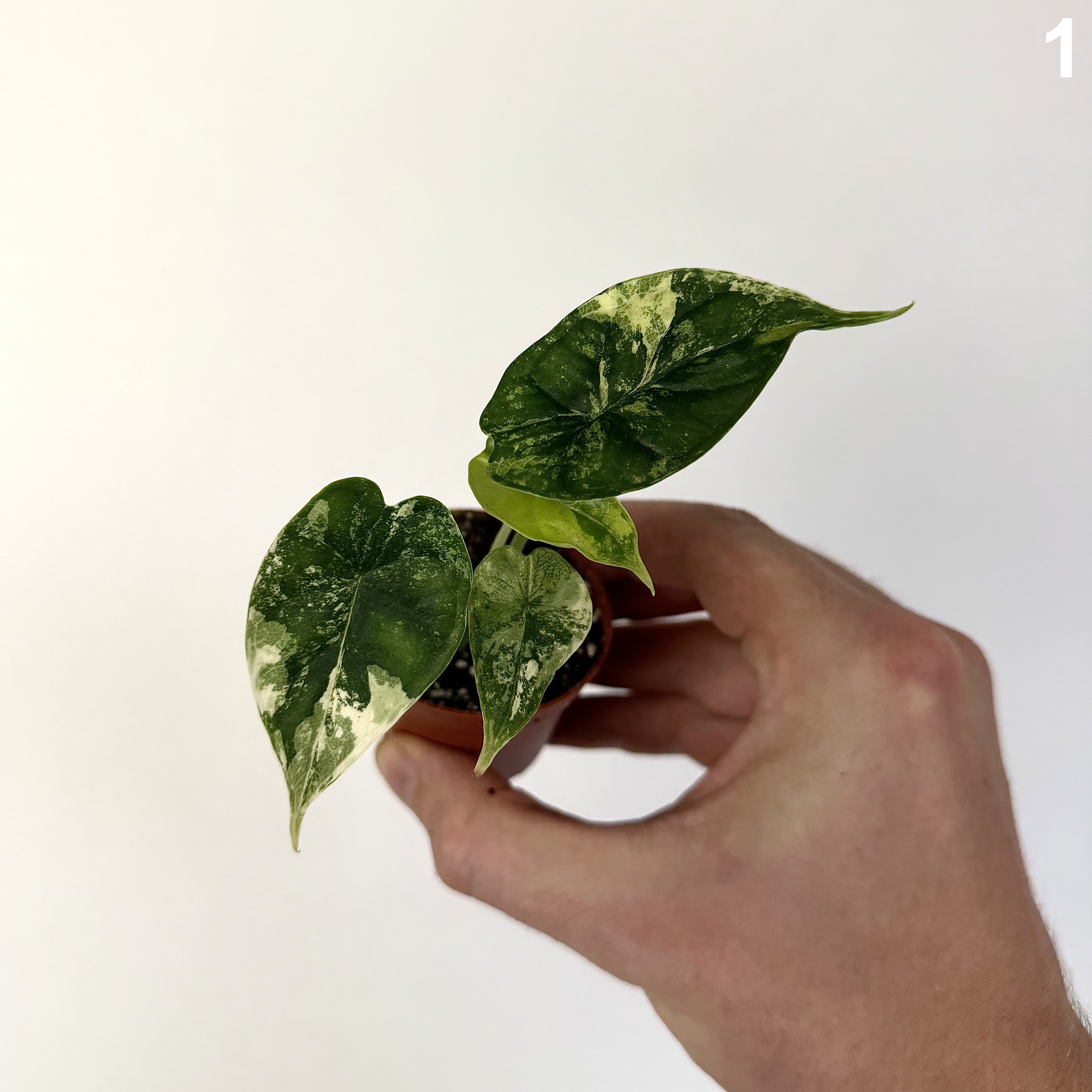 Alocasia Dragon Scale Albo WW
