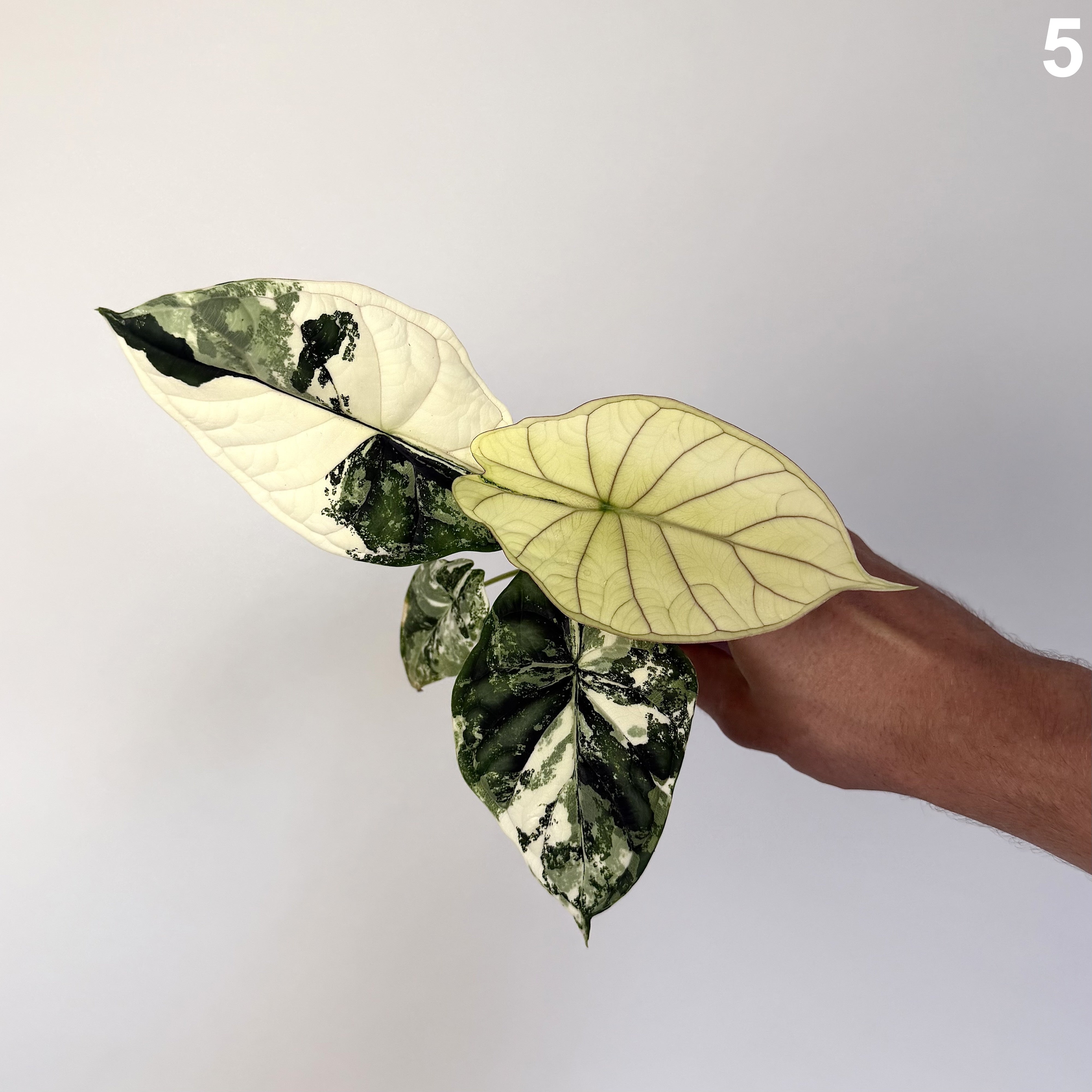 Alocasia Dragon Scale Albo WW