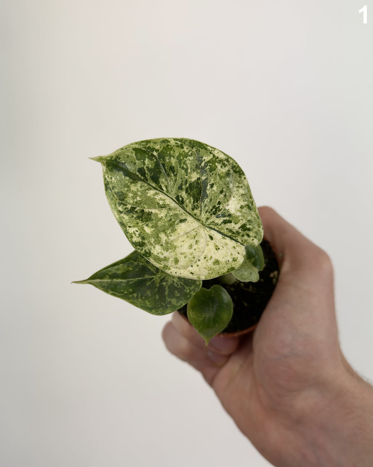 Alocasia Dragon Scale Mint WW