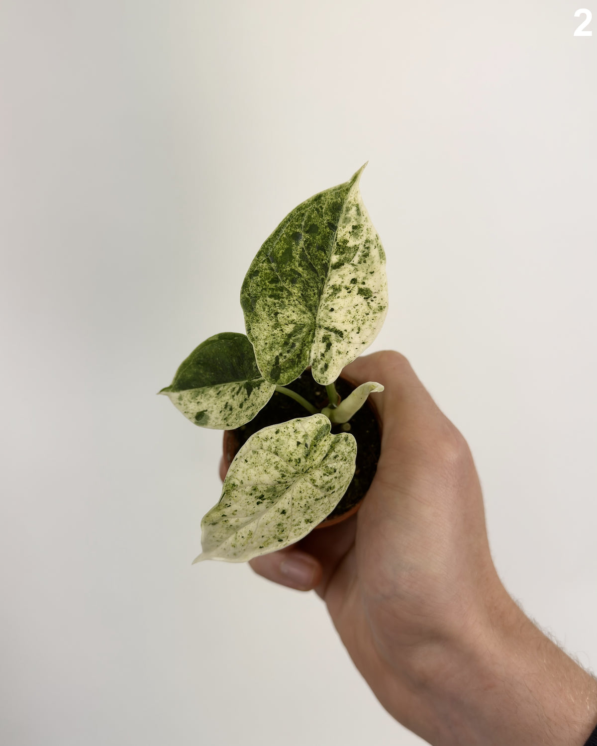 Alocasia Dragon Scale Mint WW