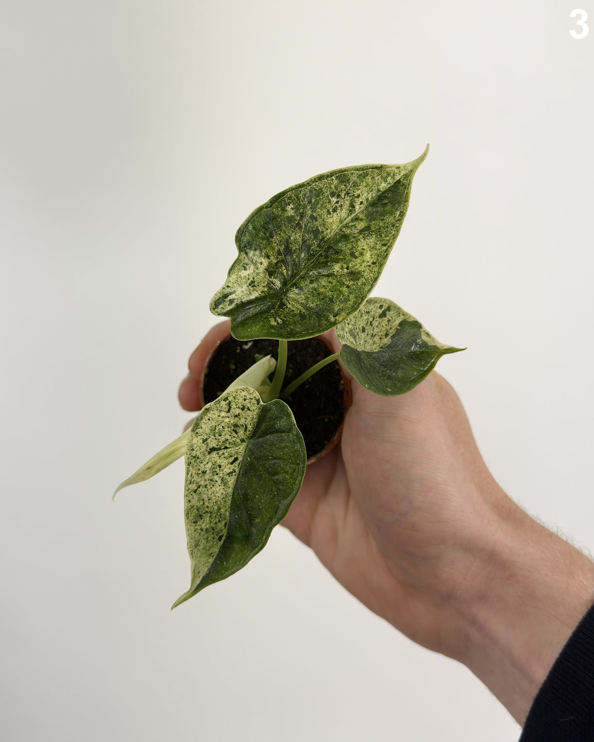 Alocasia Dragon Scale Mint WW