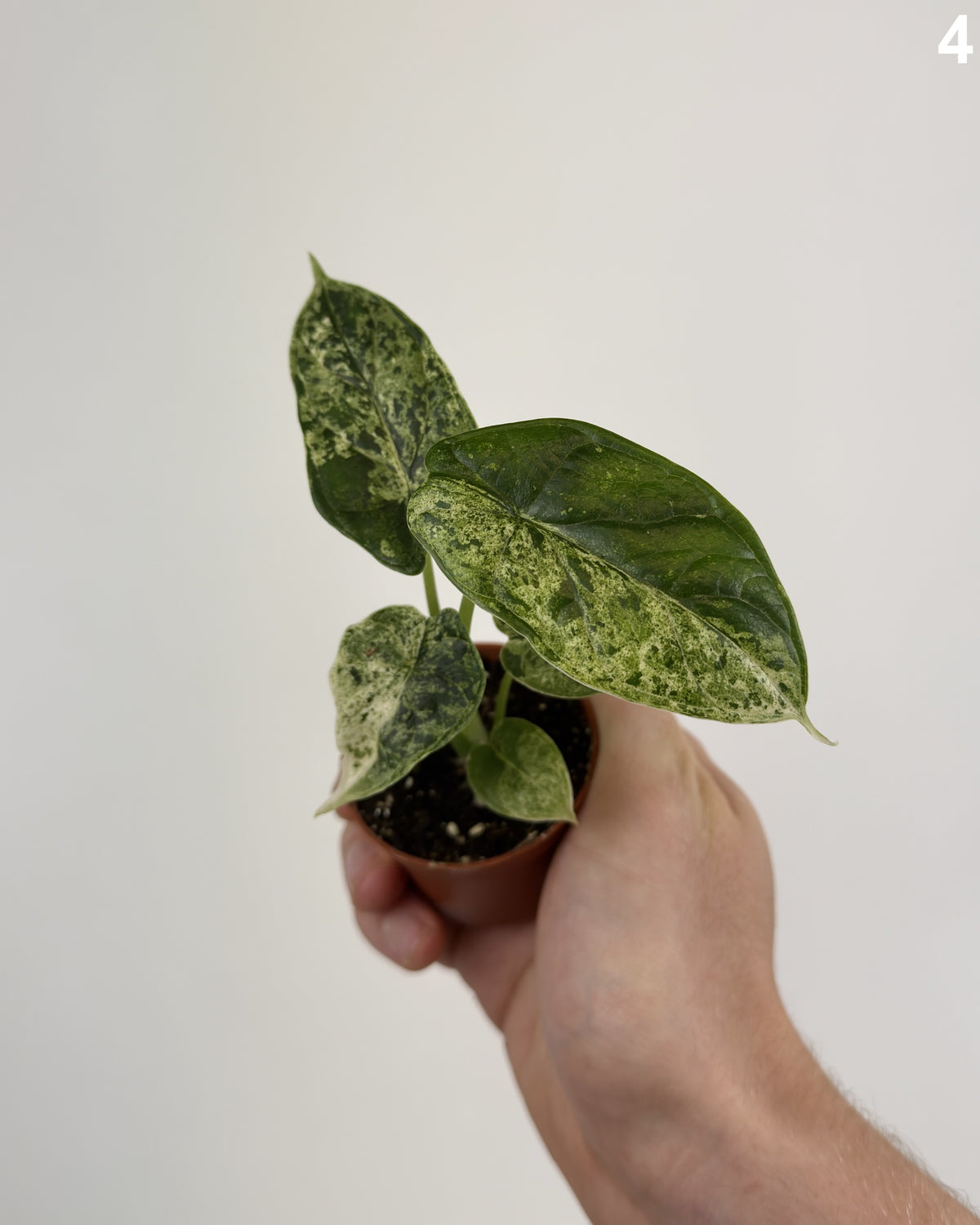 Alocasia Dragon Scale Mint WW