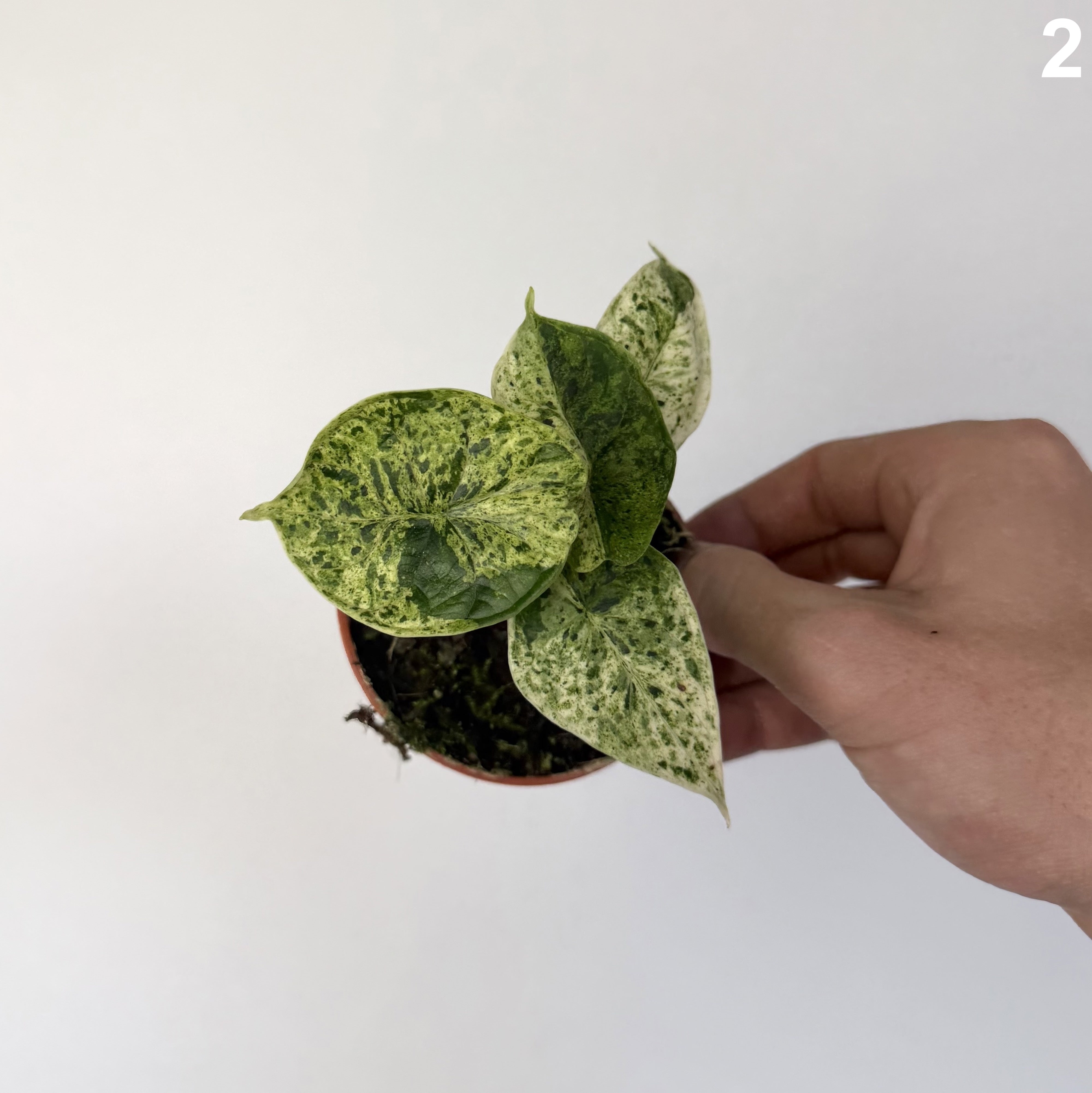 Alocasia Dragon Scale Mint WW