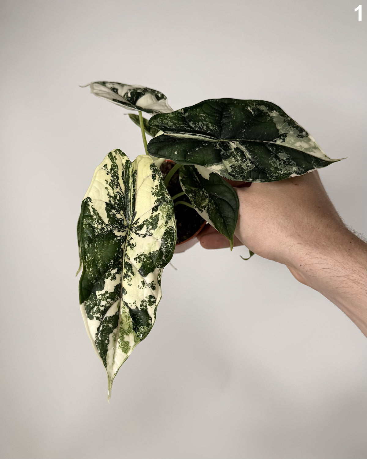 Alocasia Dragon Scale Albo WW