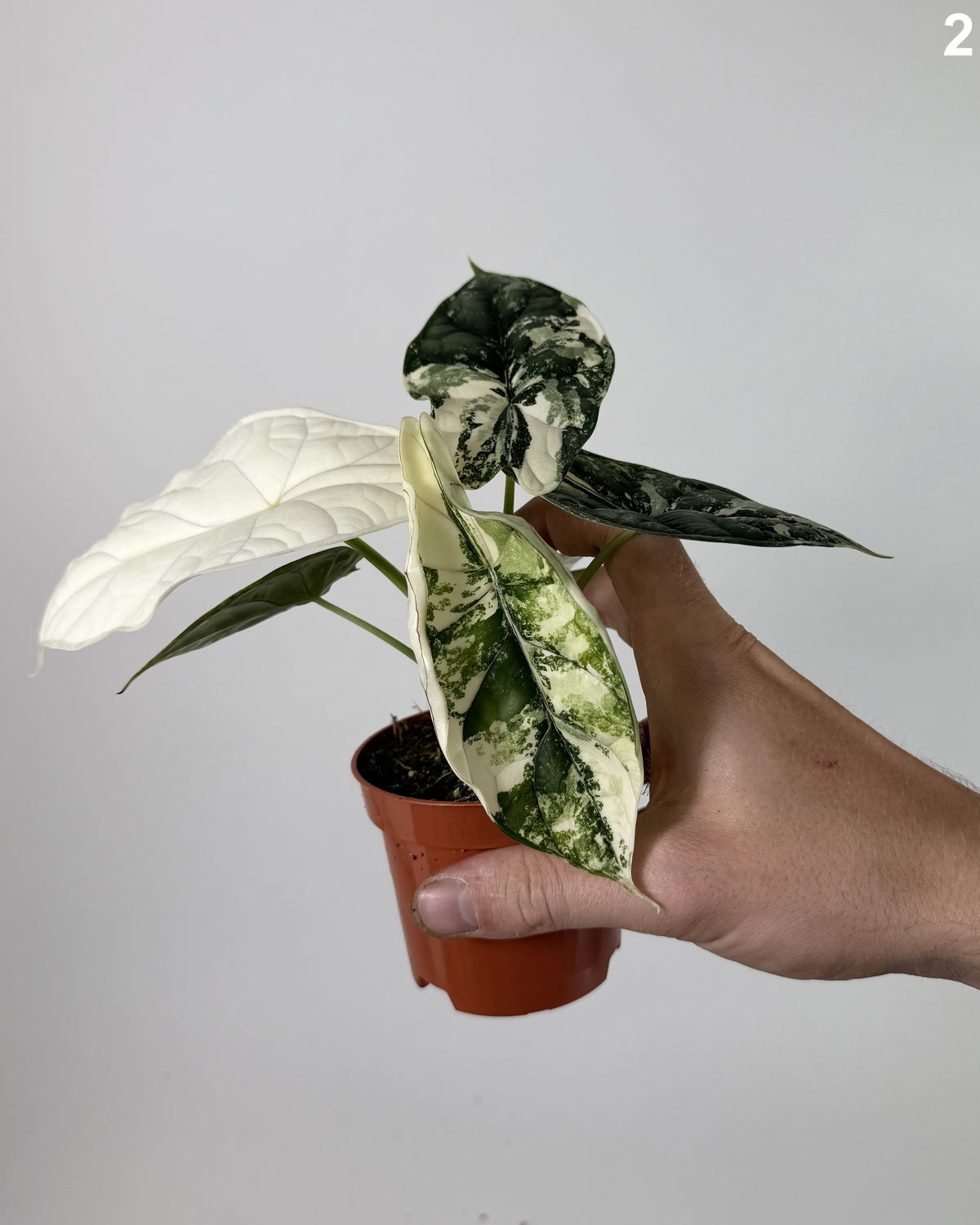 Alocasia Dragon Scale Albo WW